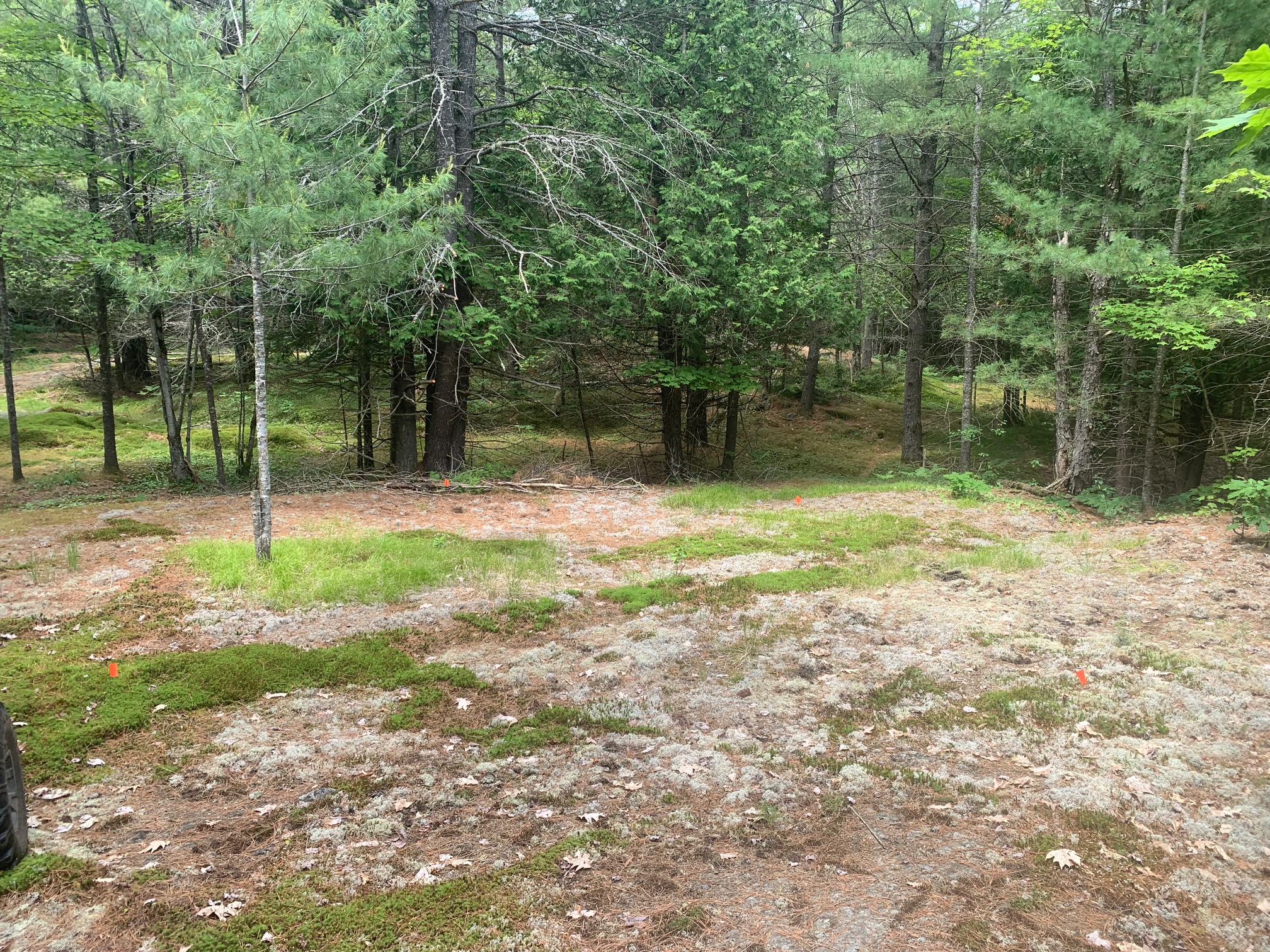 Freedom Forest
