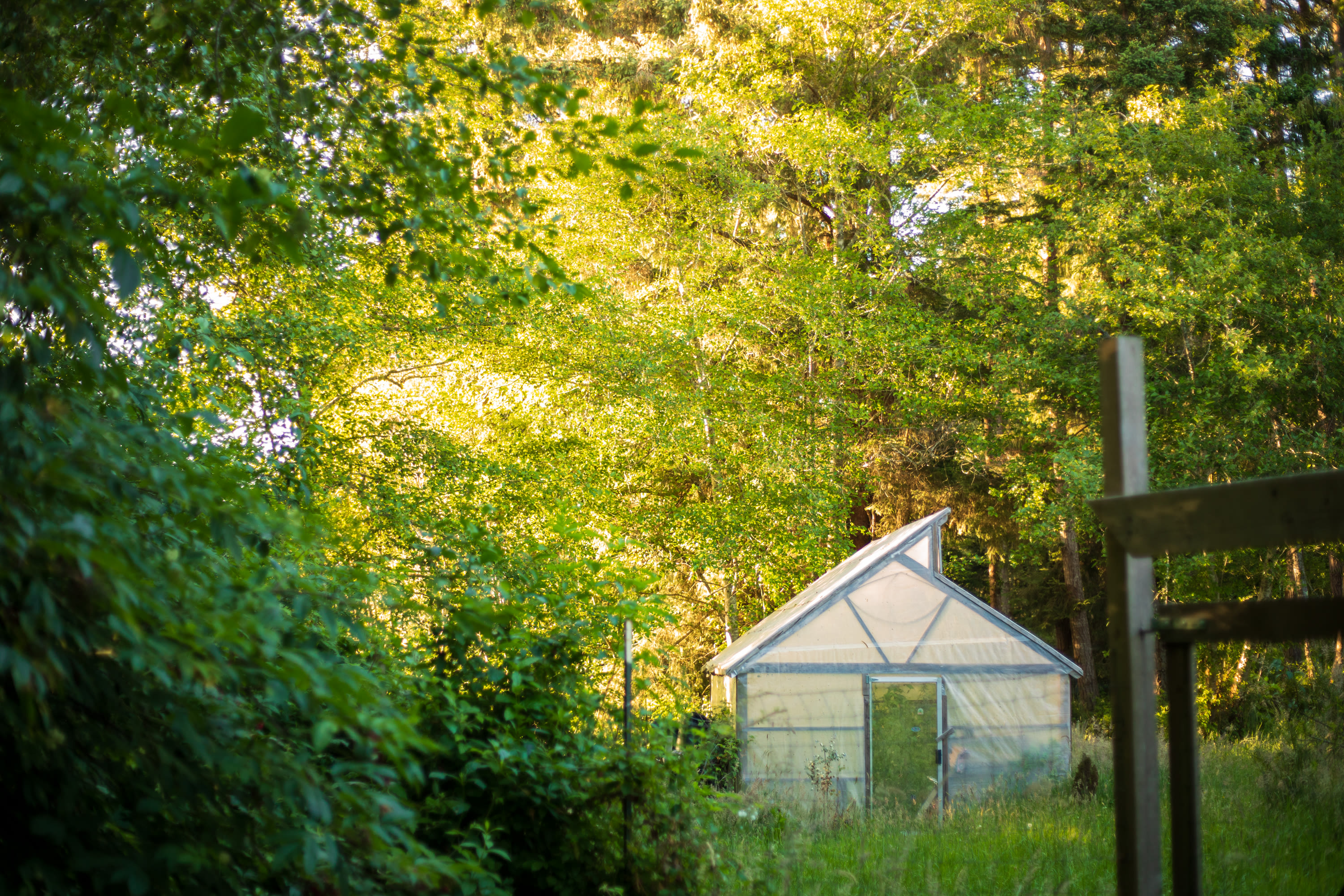 Adorable greenhouse behind your cabin