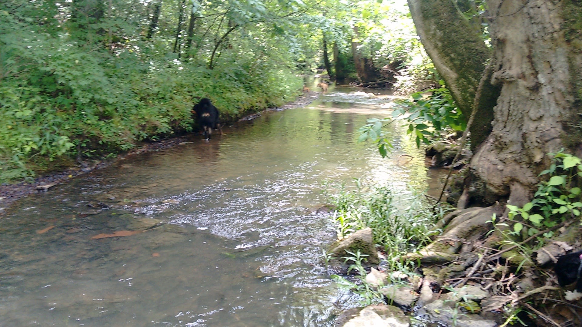 Creekside primitive tent camp site