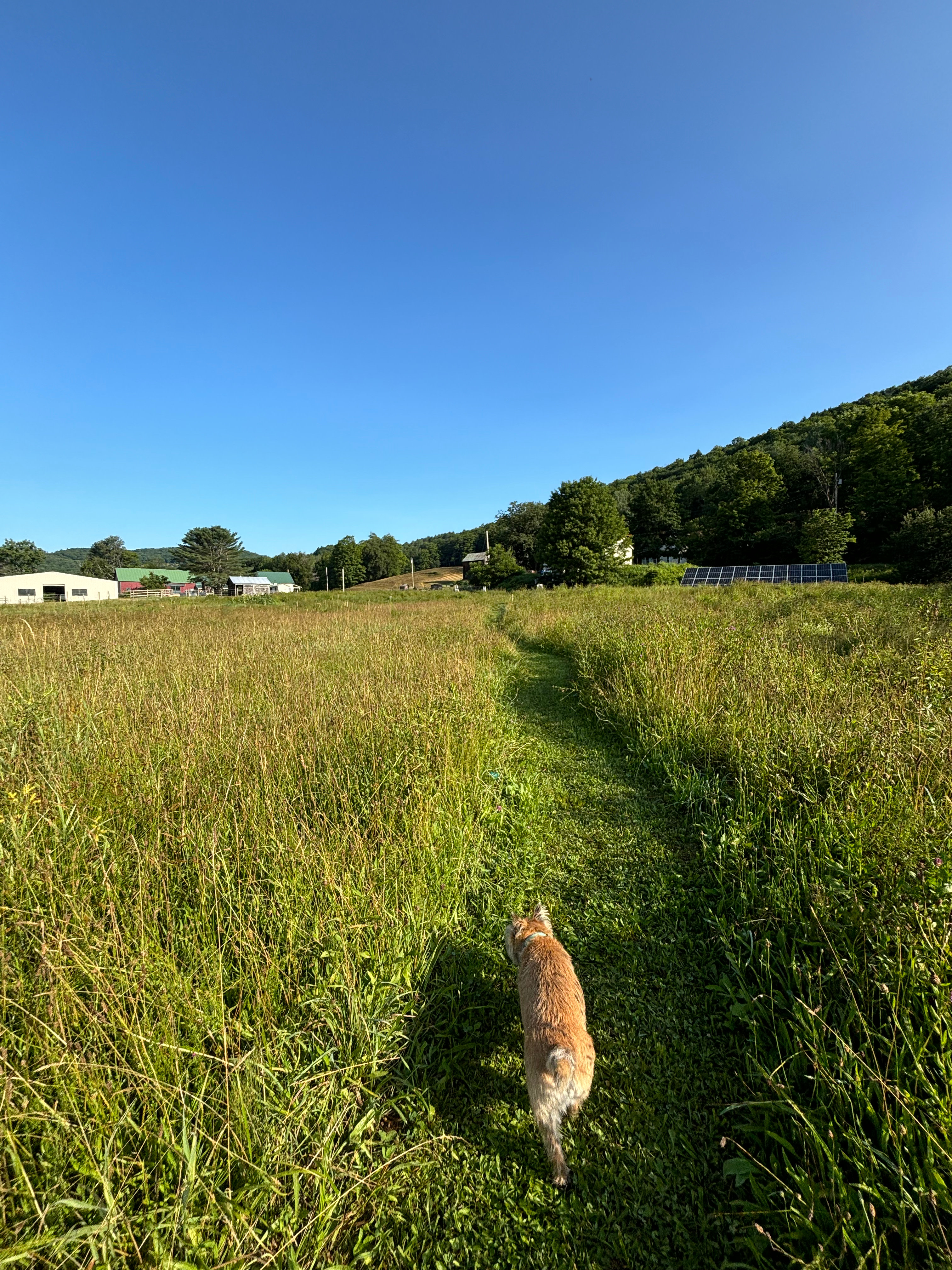 Brookside Camping @ Full Joy Farm