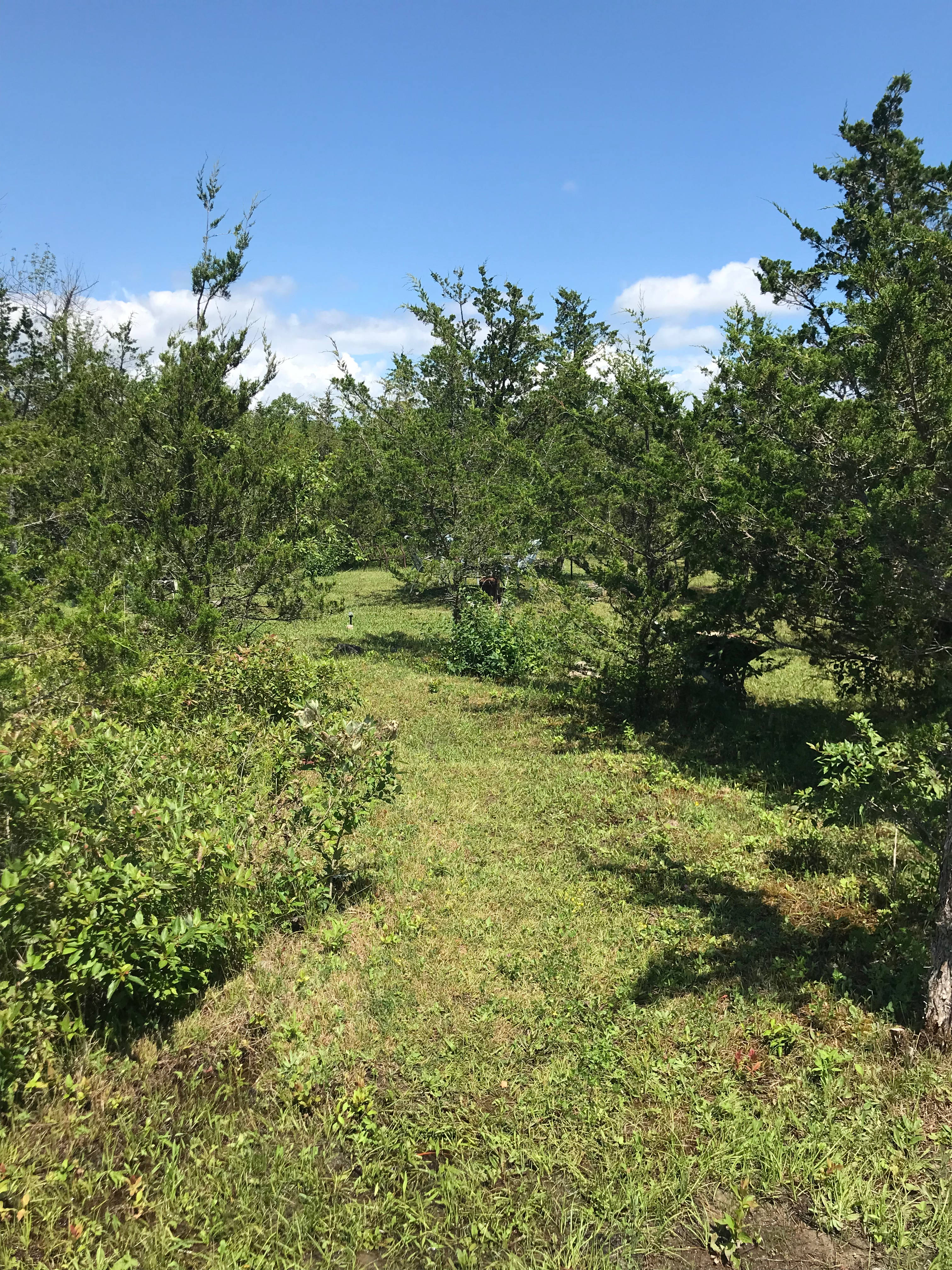 Juniper Beach Bunkie