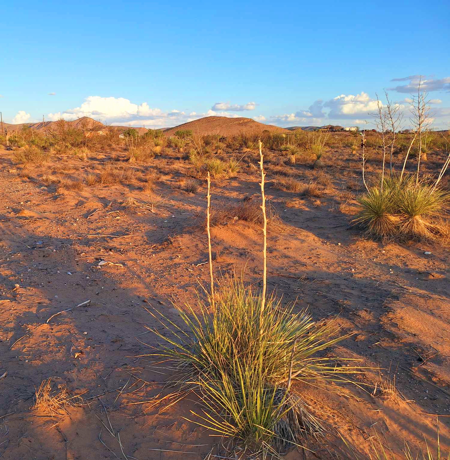 Wild West Oasis