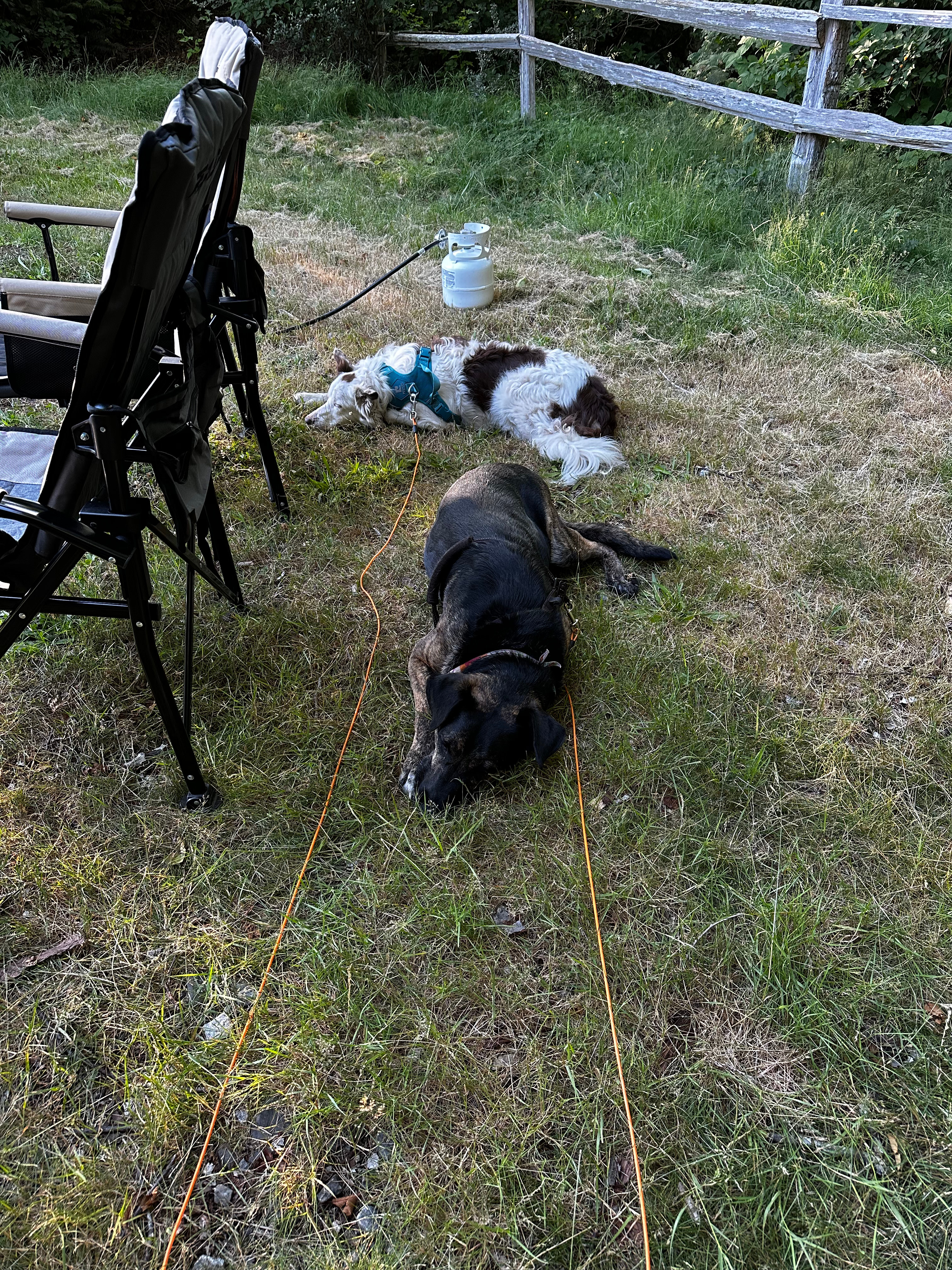 Dogs are happy and welcome here. 

