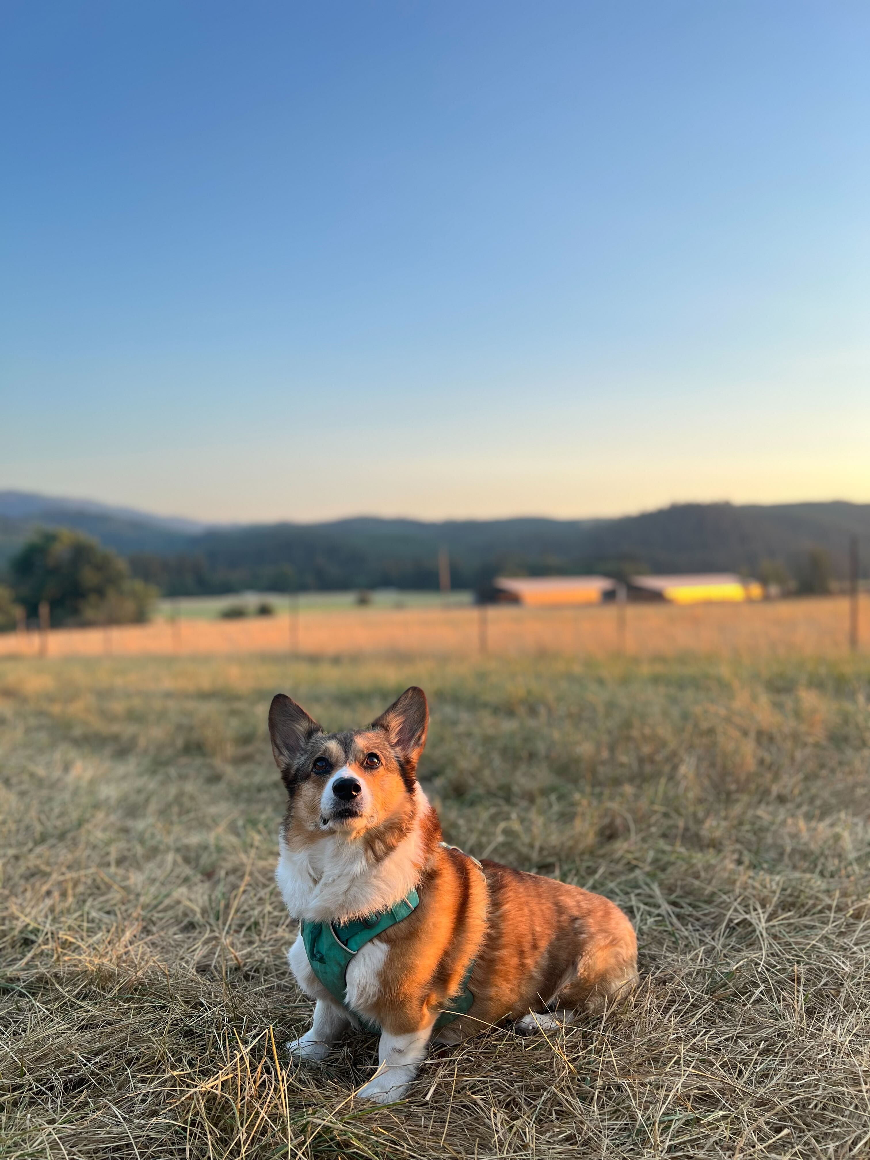 Shearer Farming and Camping
