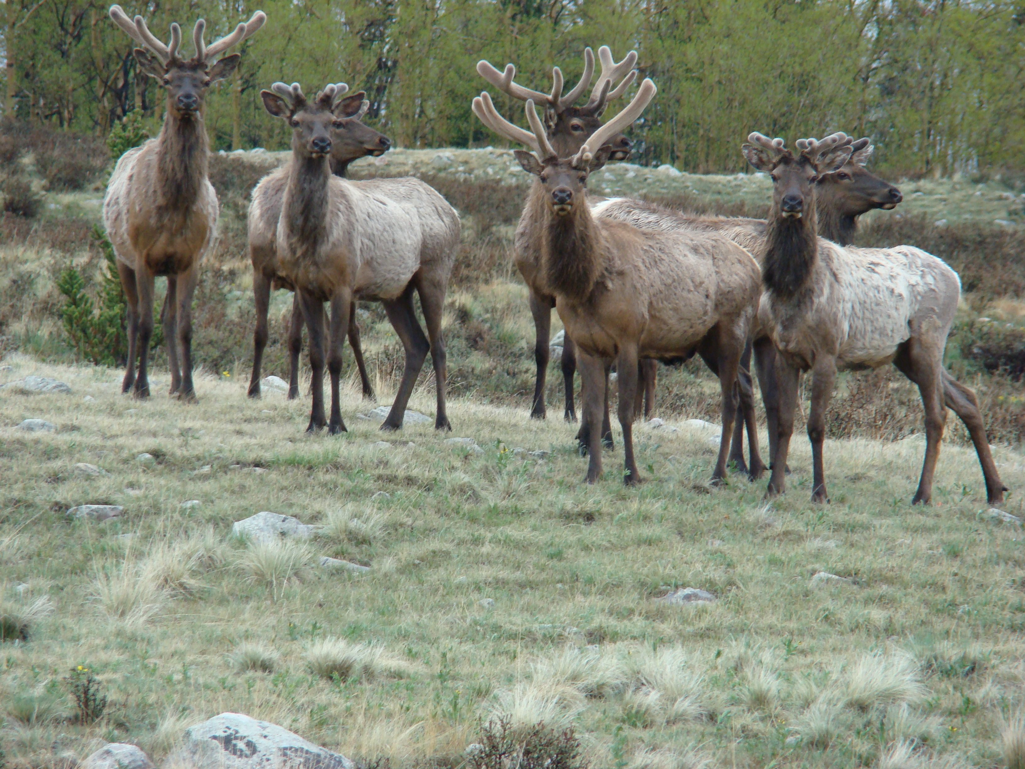 Whispering Pines Glamping