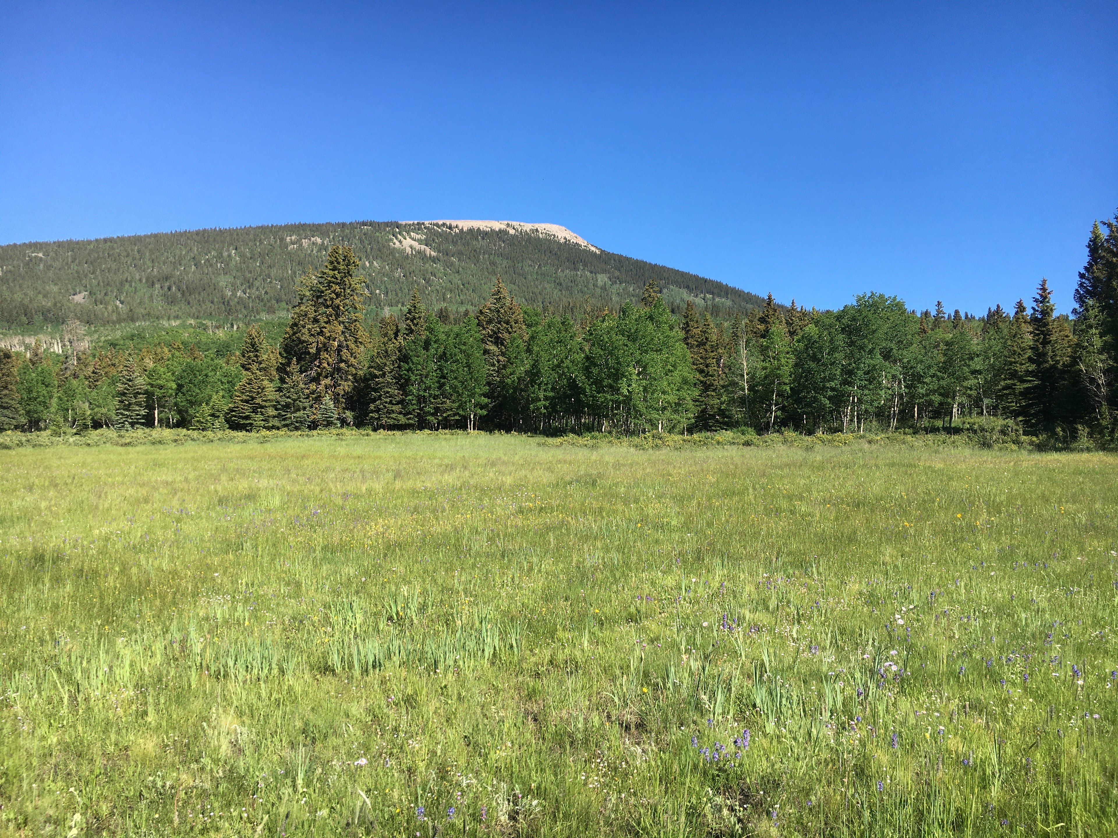 Whispering Pines Glamping