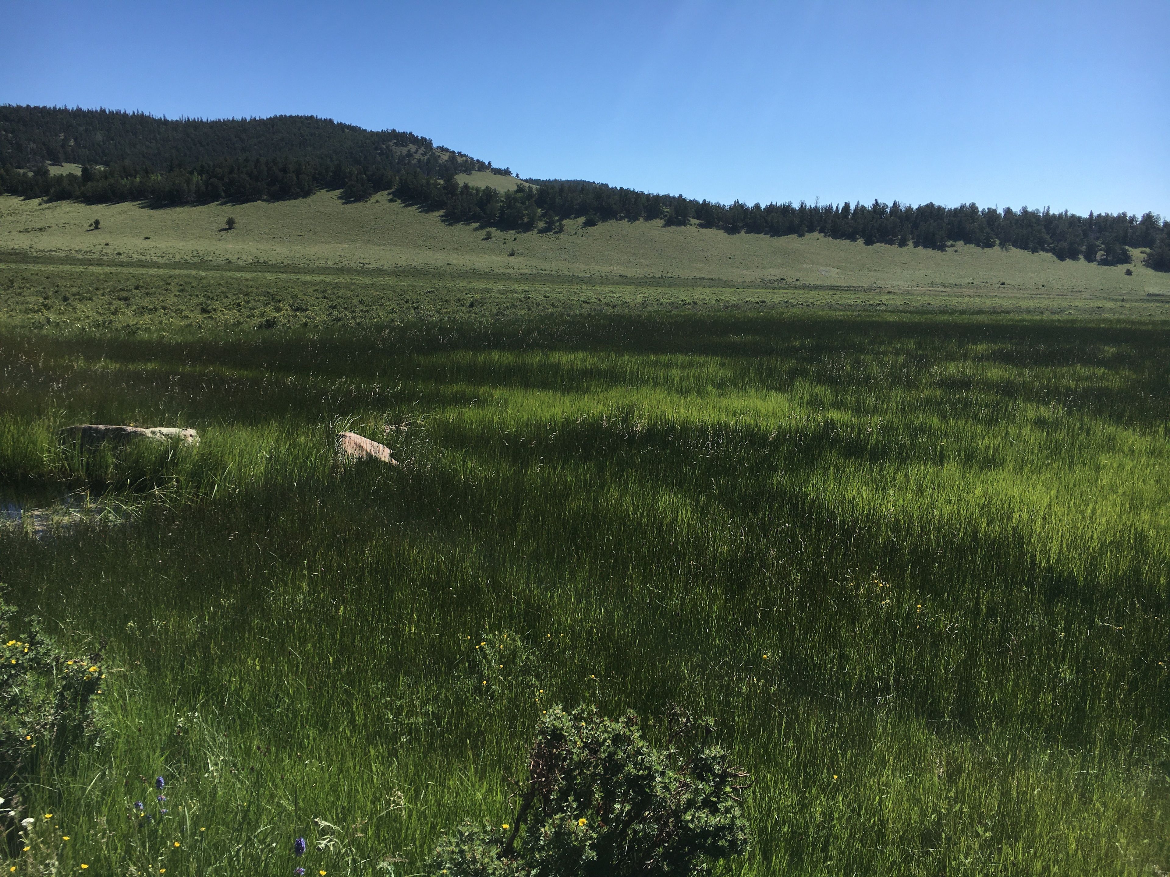 Whispering Pines Glamping