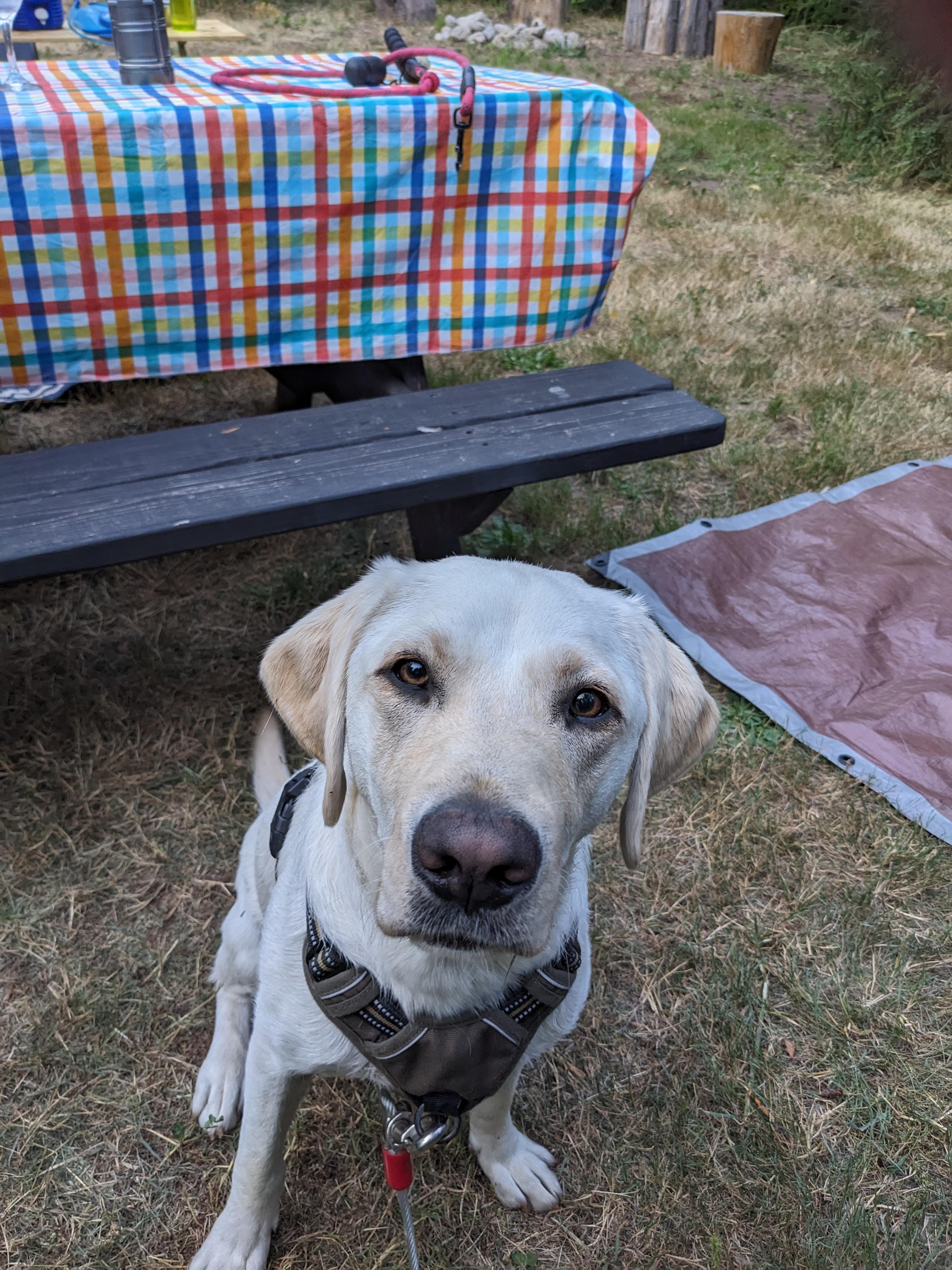 Edelgran Forest Camp