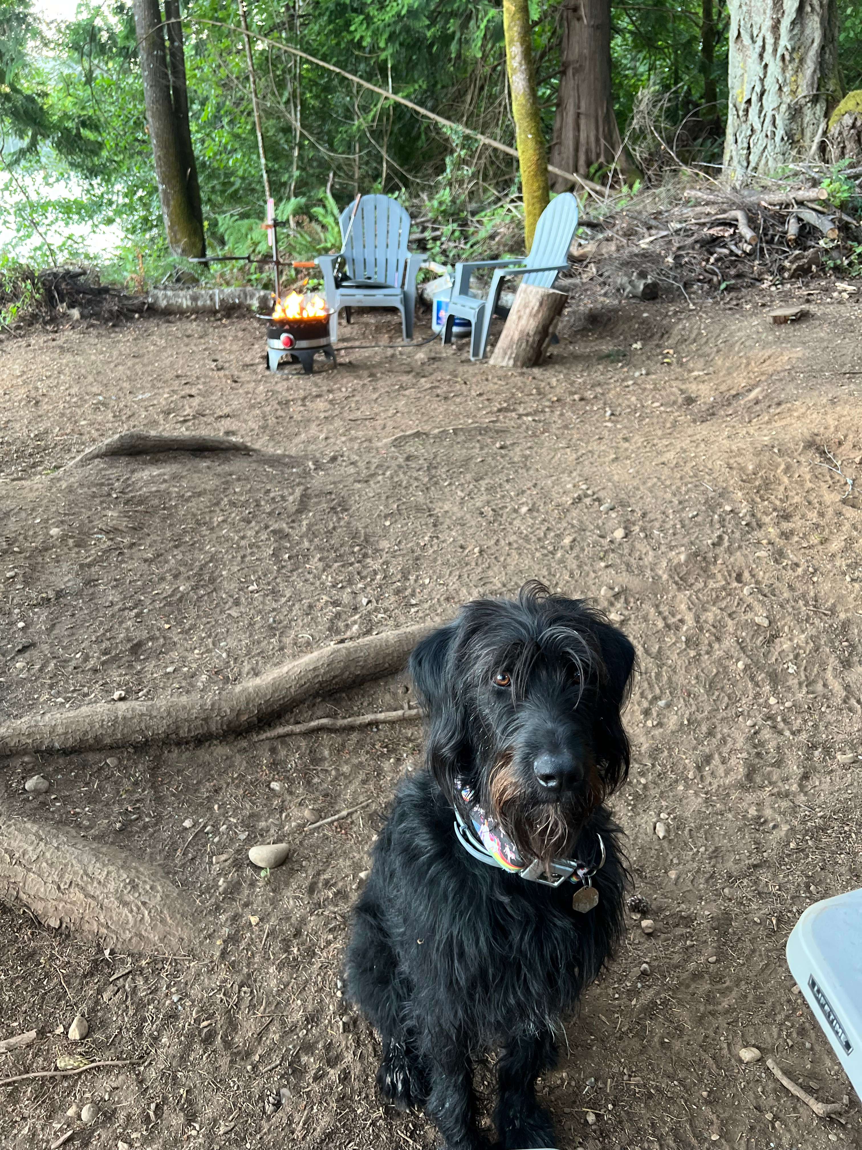 Evergreen Edge Escape 🦭