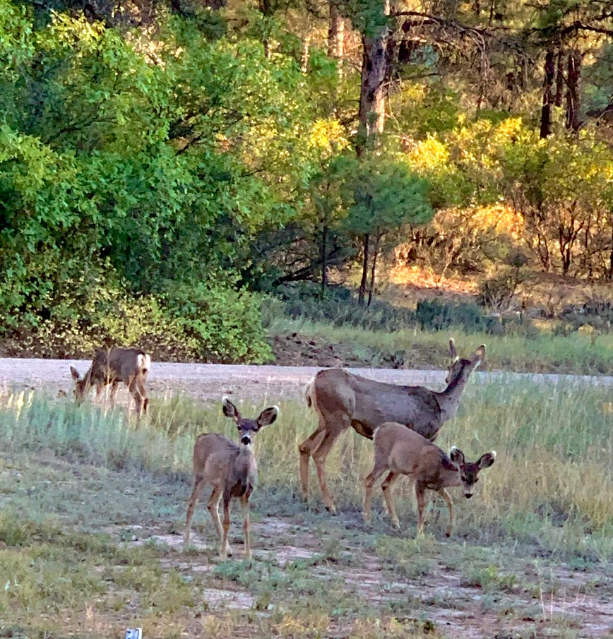 OffGrid Camp Pagosa Springs, CO