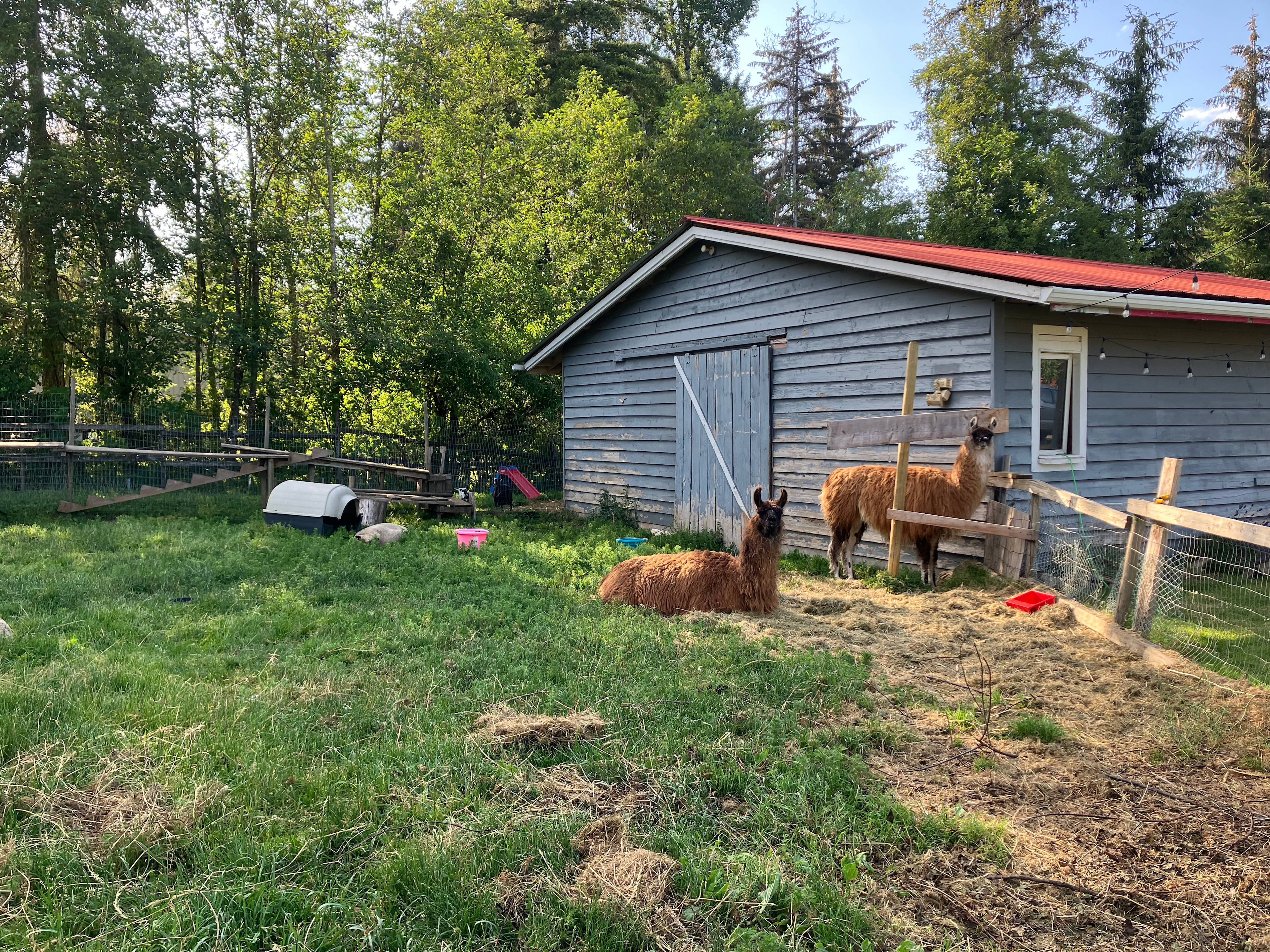 Peacock Camping (Vancouver Island)
