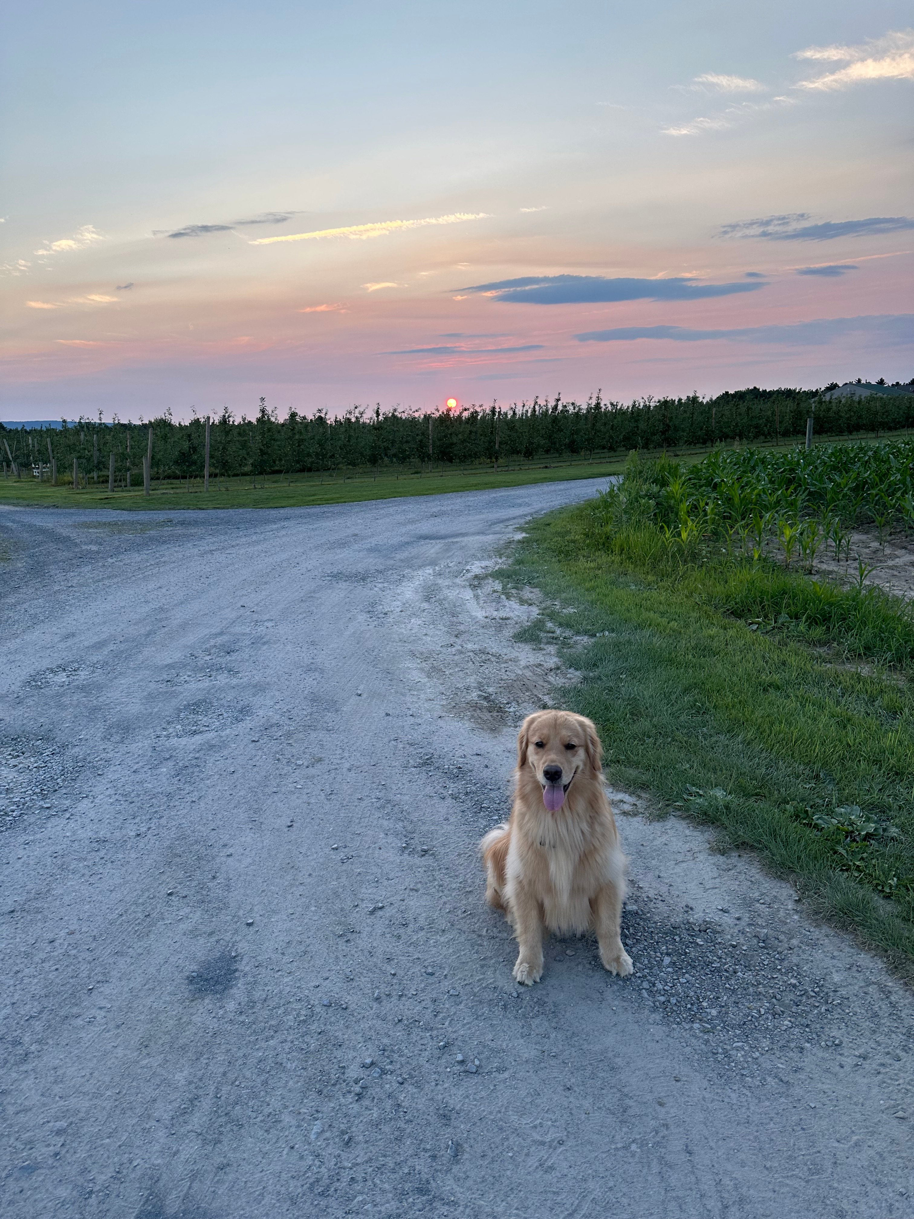 Mollie Mae's Chicken Ranch