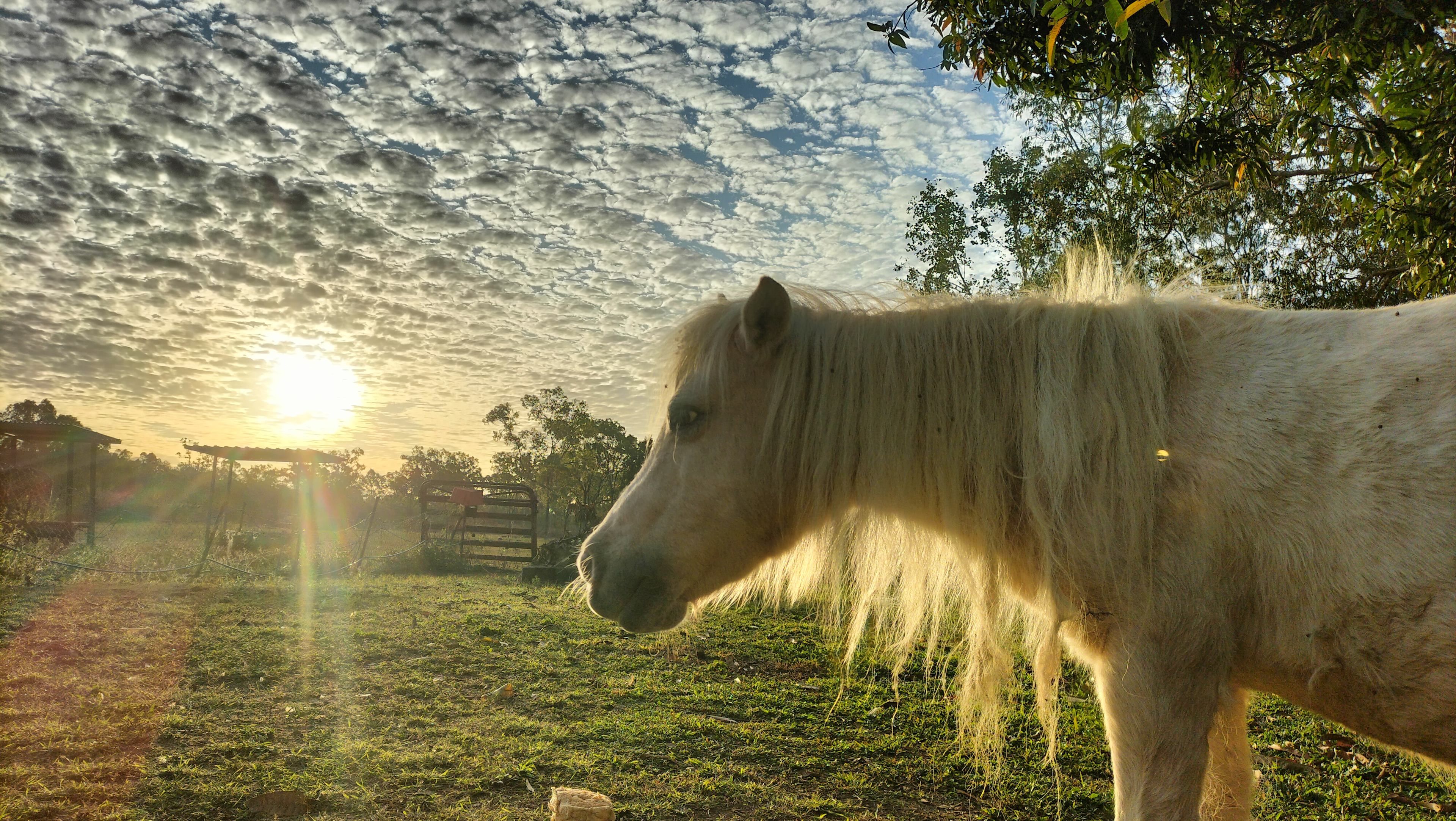 Sunsetting behind Blossom the mini horse!