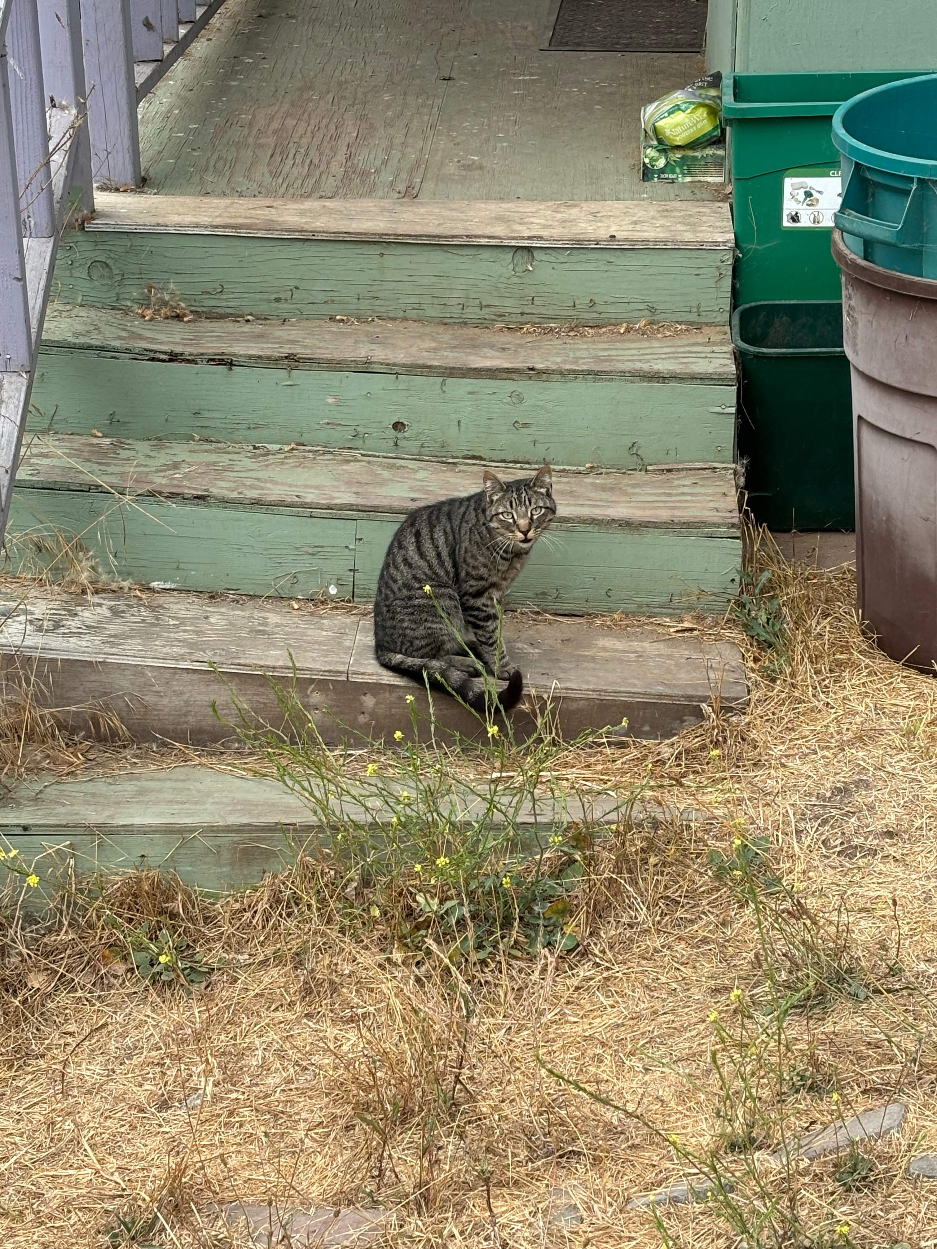 “Meow”-Argos