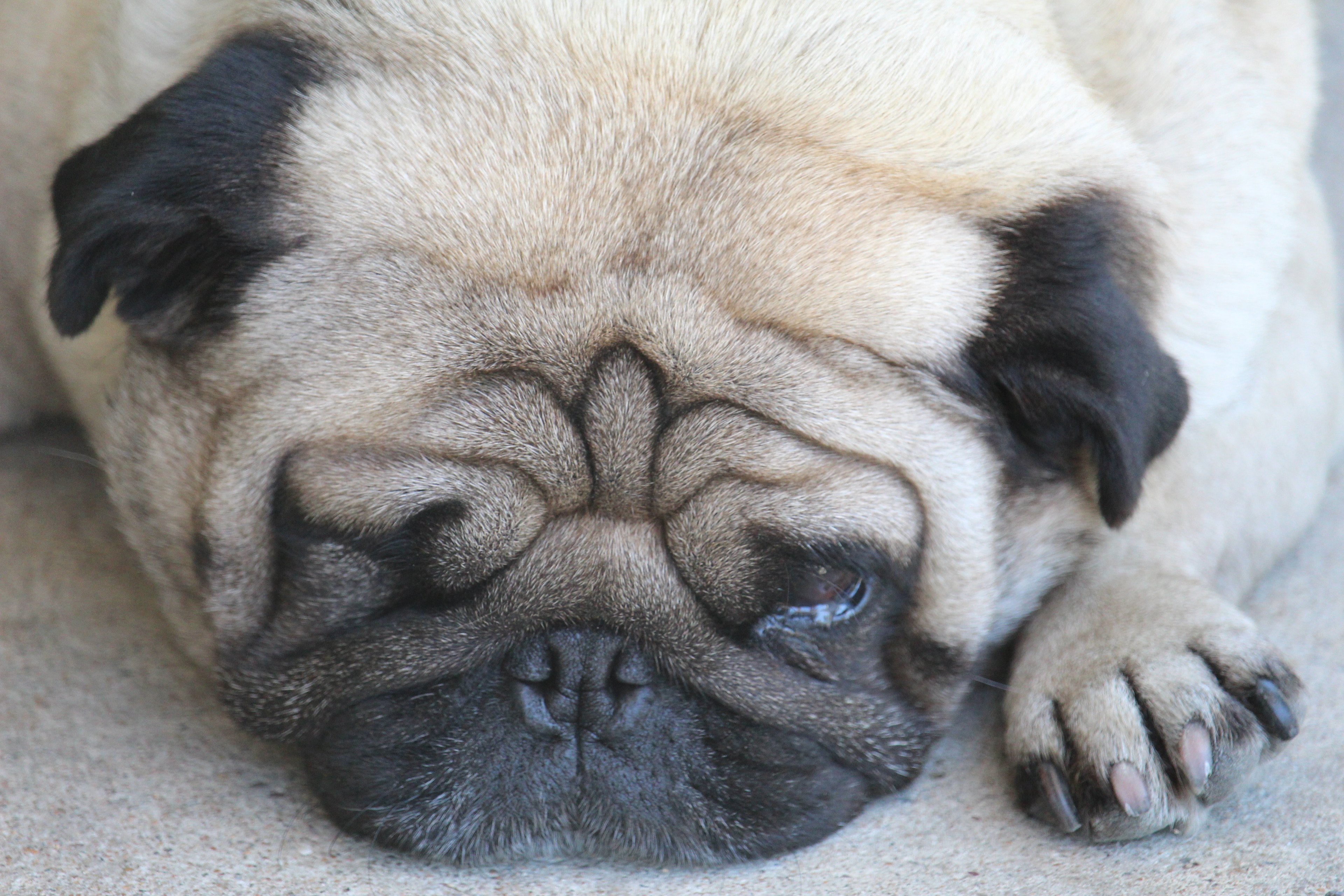 Milo - Lord of the Manor!