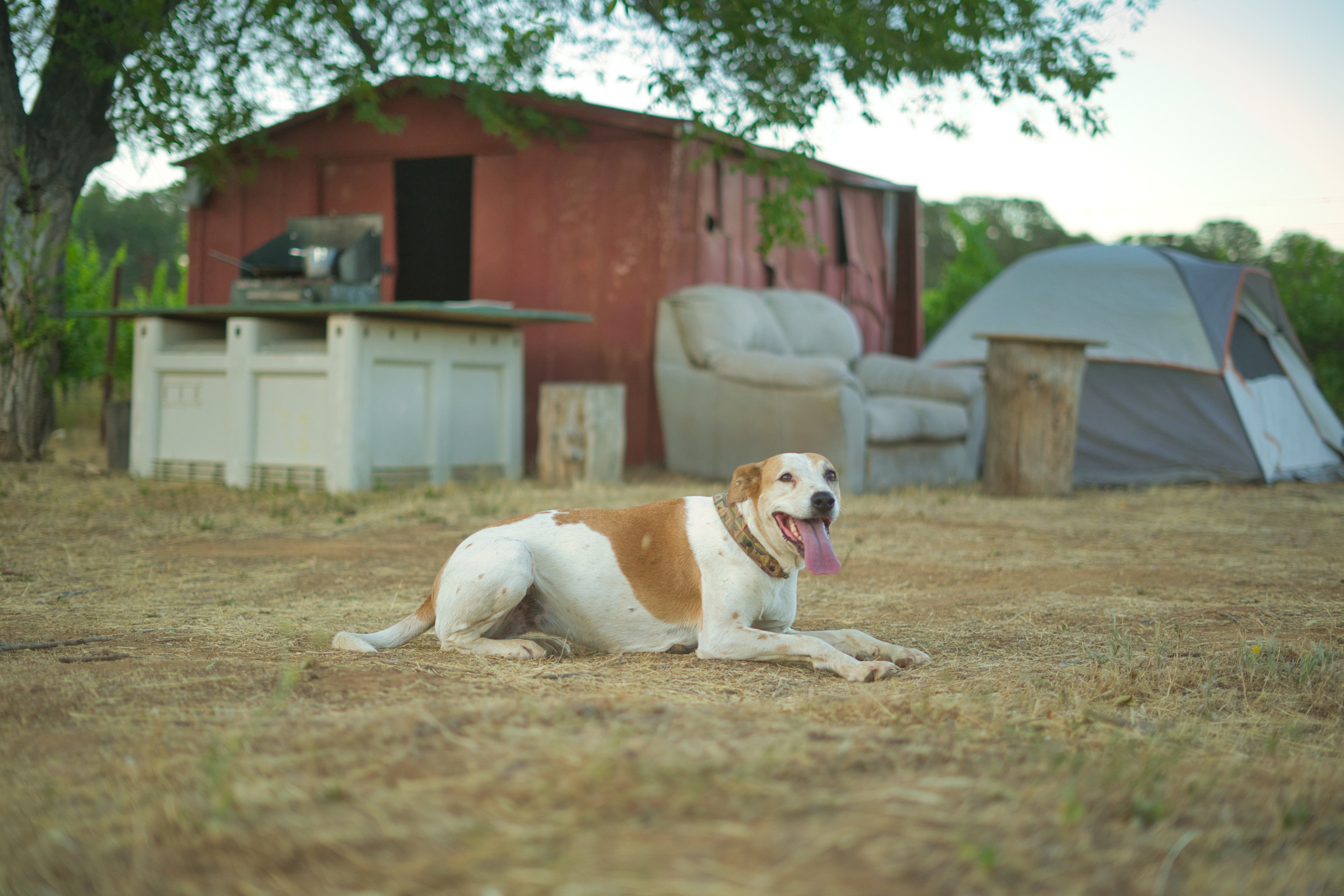 Vineyard Camping at Bad Rat Ranch