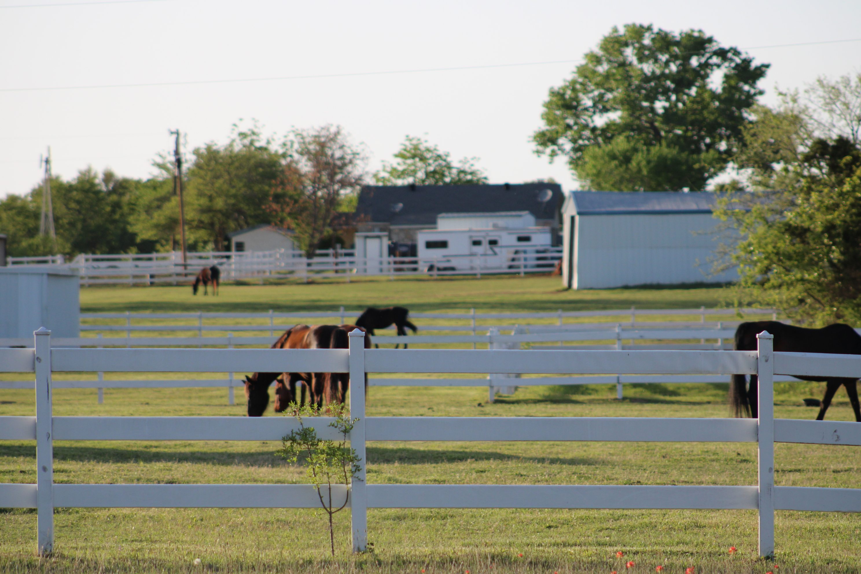 Quiet Horse farm with Baby Horses