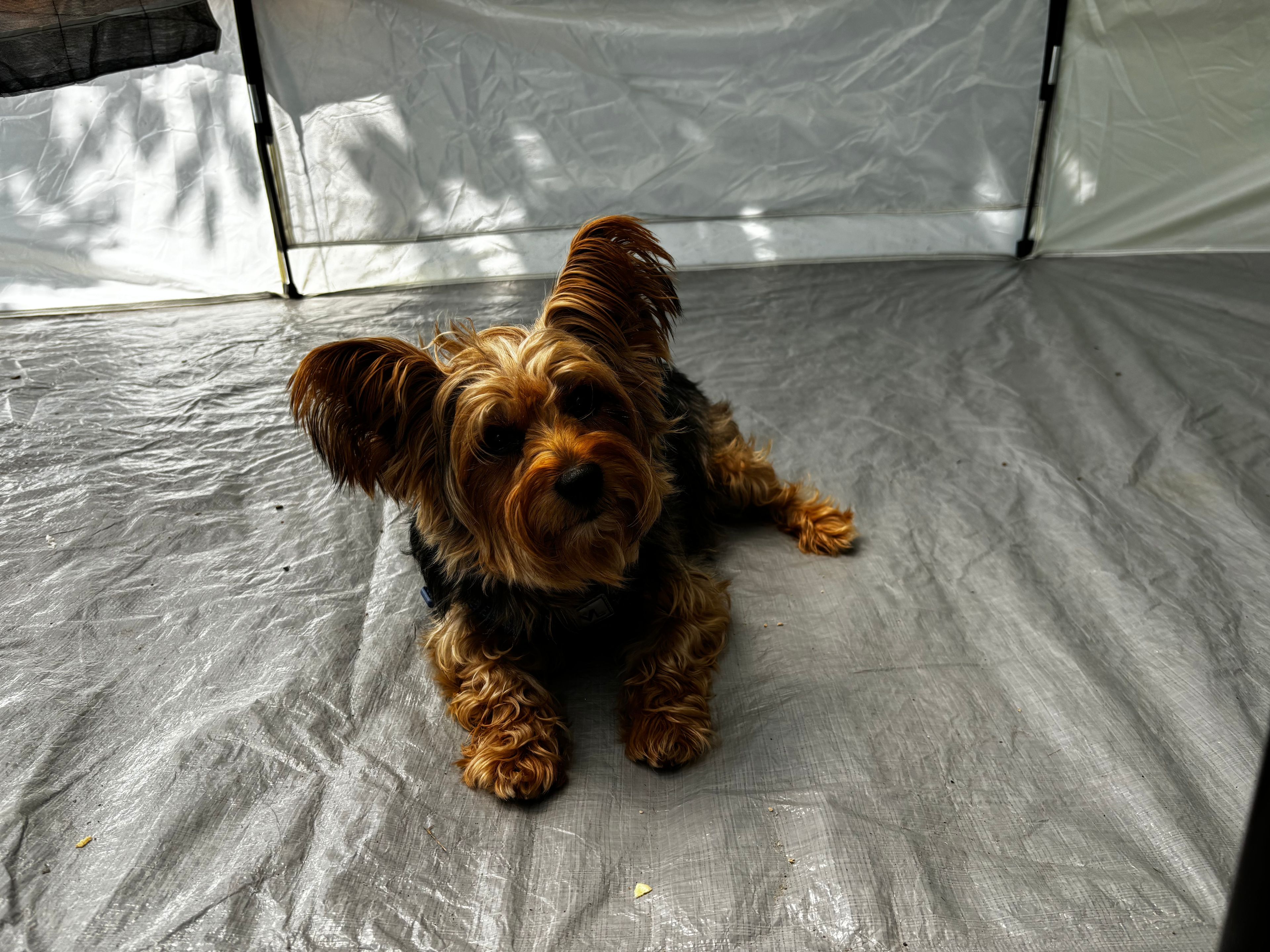 New River Yacht Club