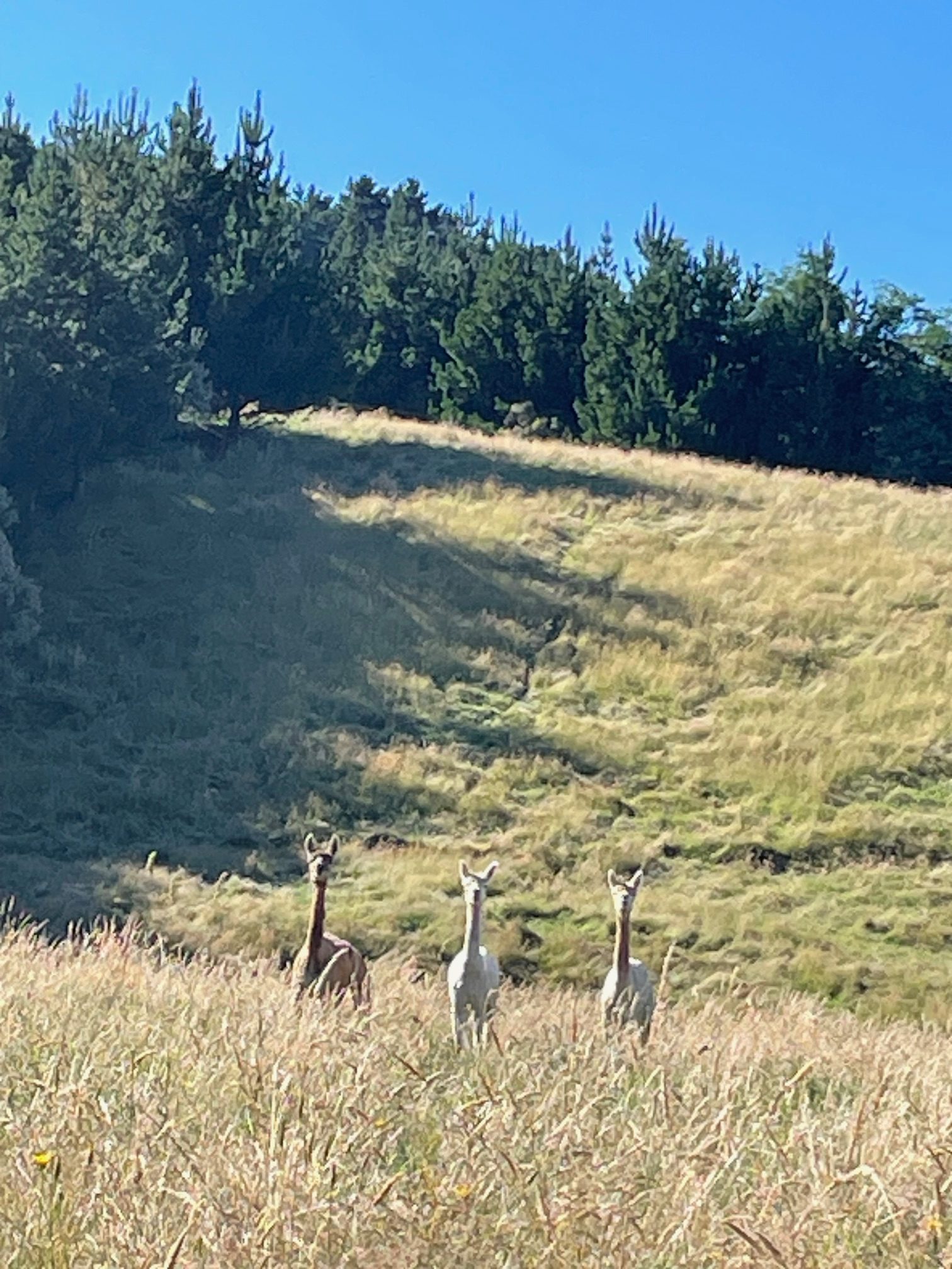Tiny Castle at Tynecastle Park