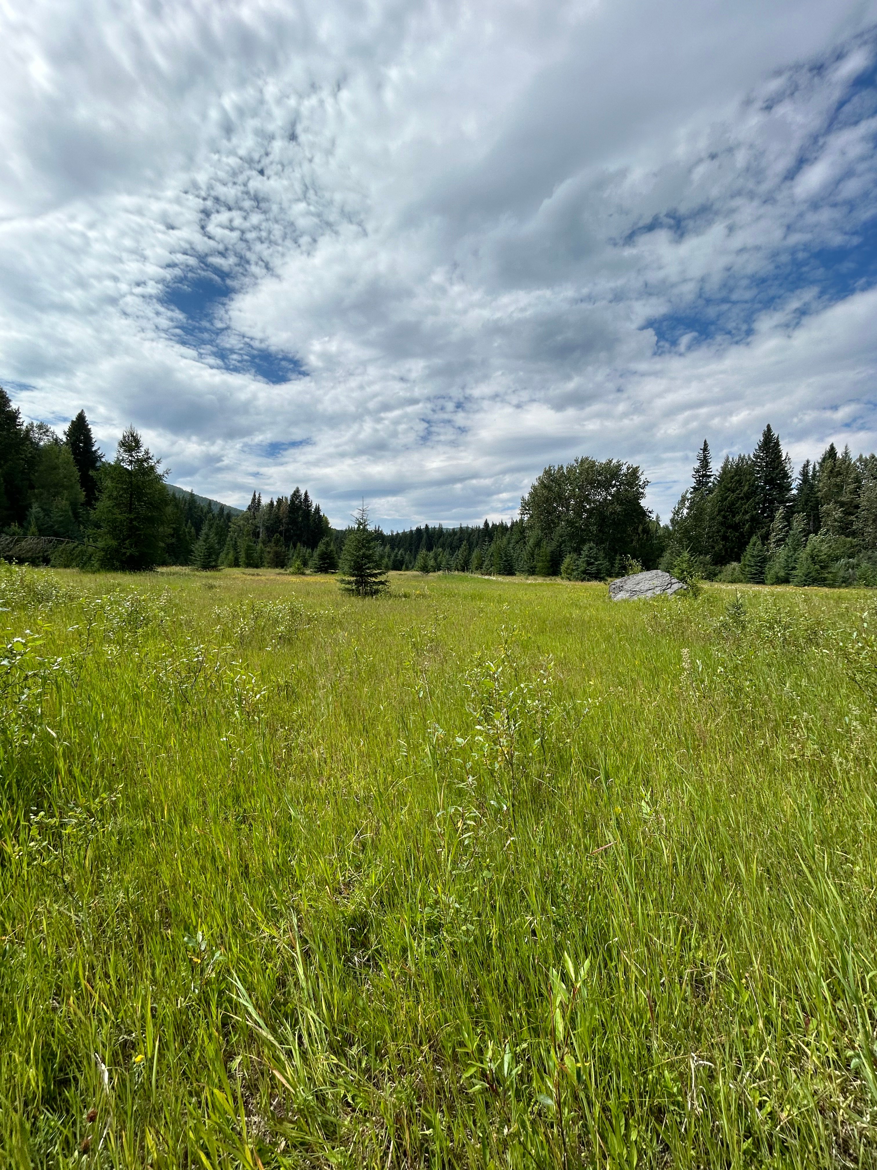 Good Creek Meadows
