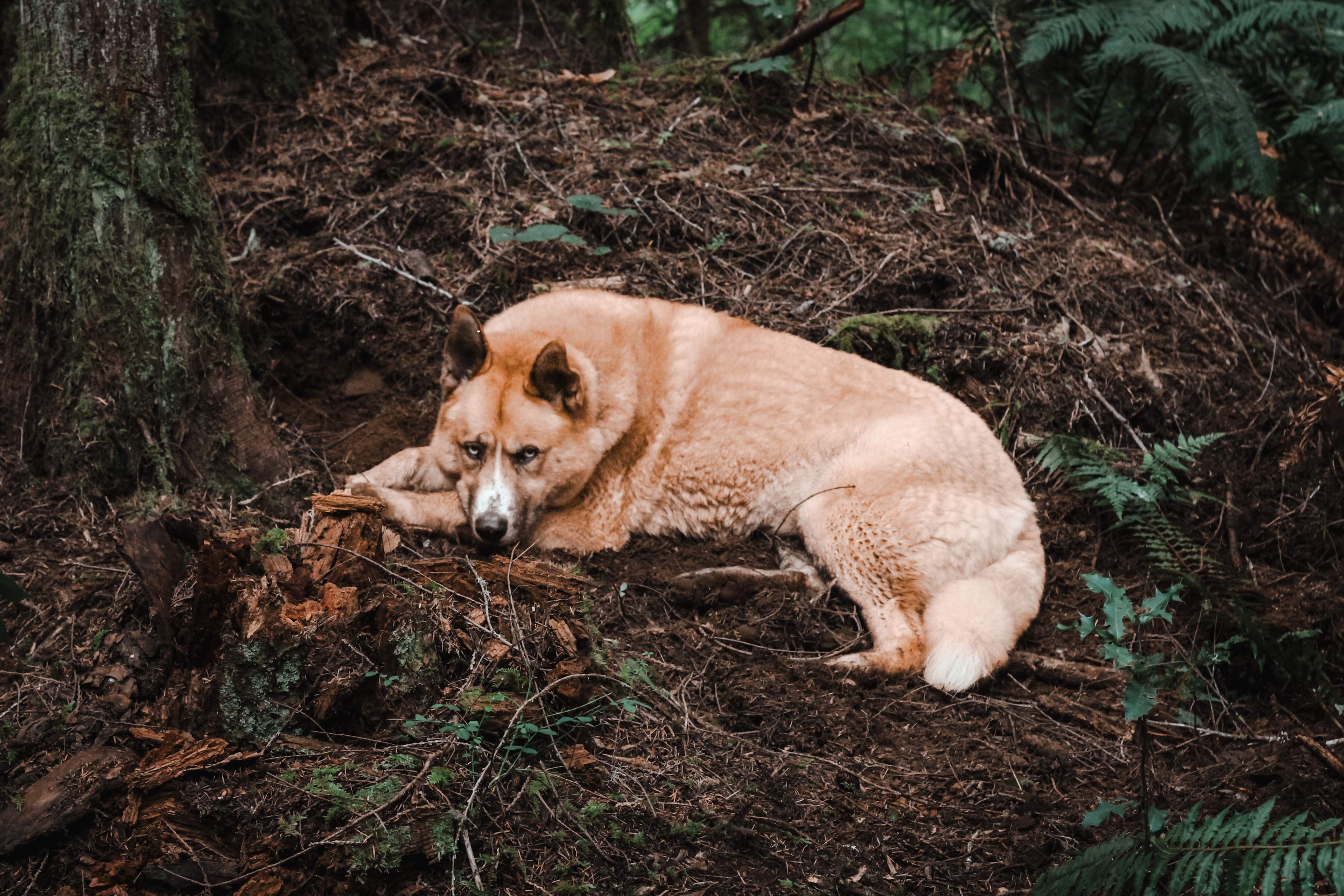 A bear in the woods!