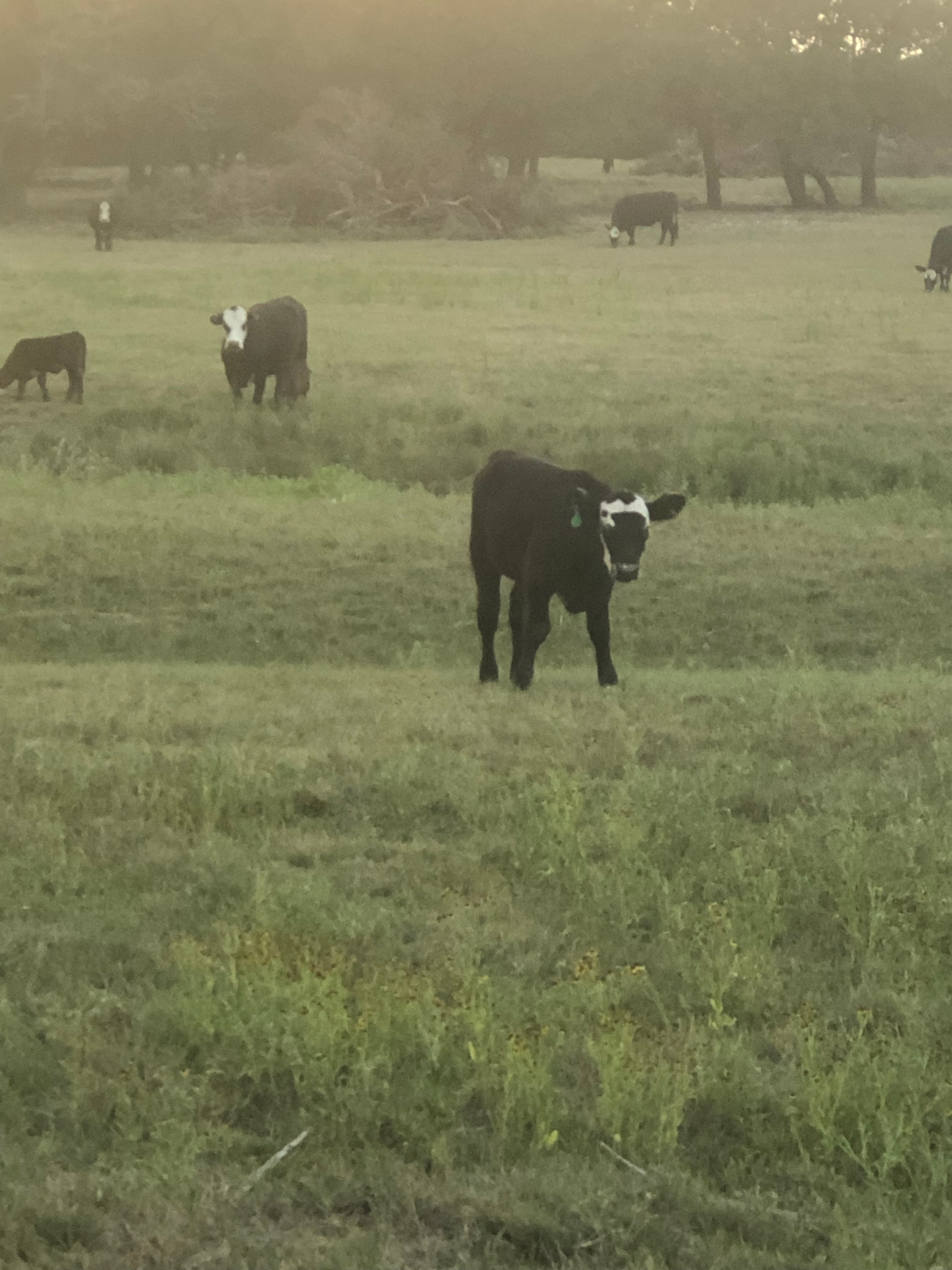 Family Land at Traditions