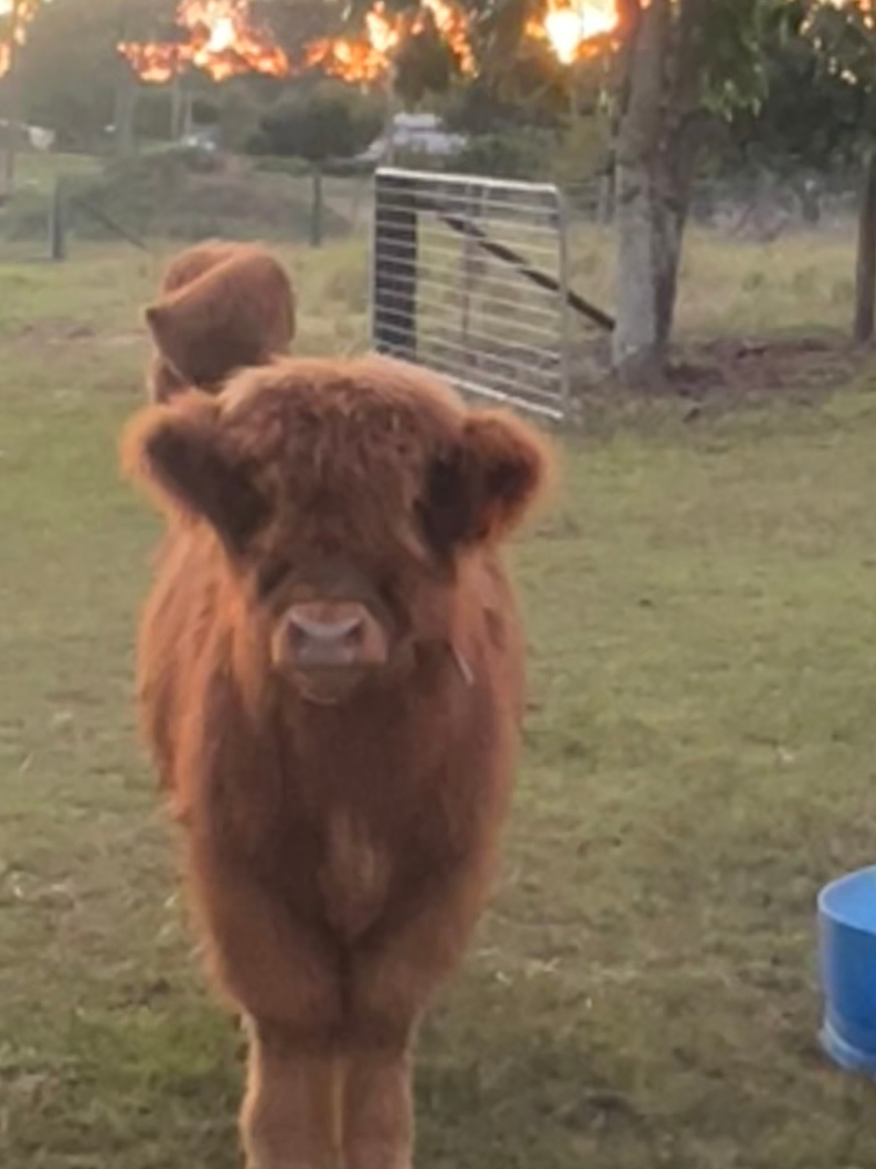 Sunrise Quarter Horse Stud