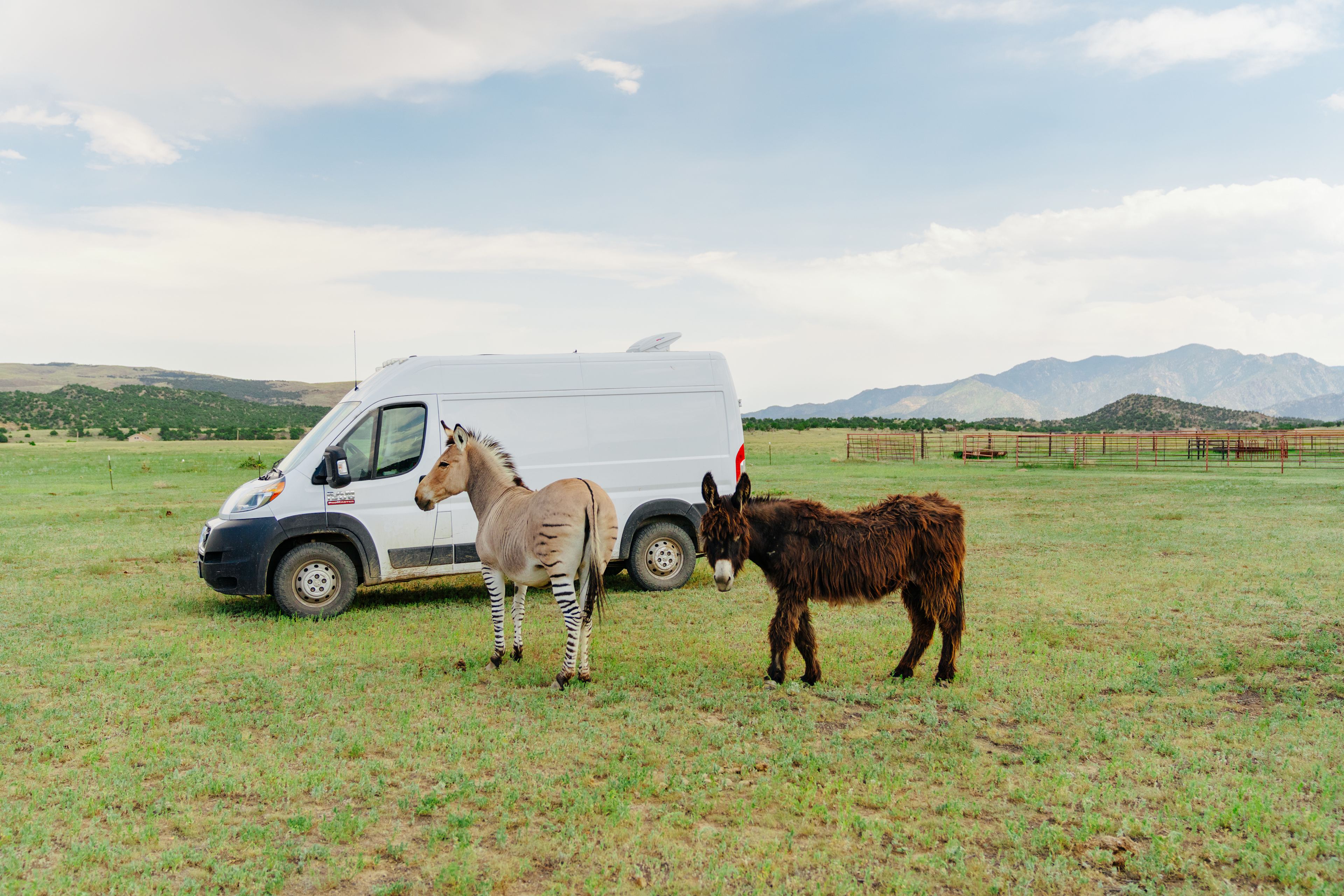 The animals came right to my campsite!