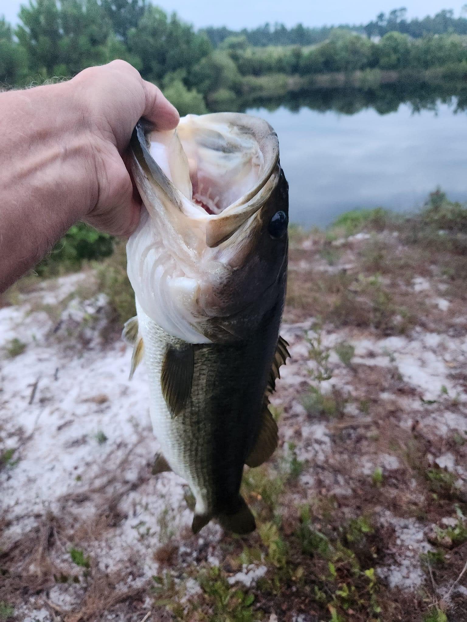 5.5lb bass caught from campsite! 