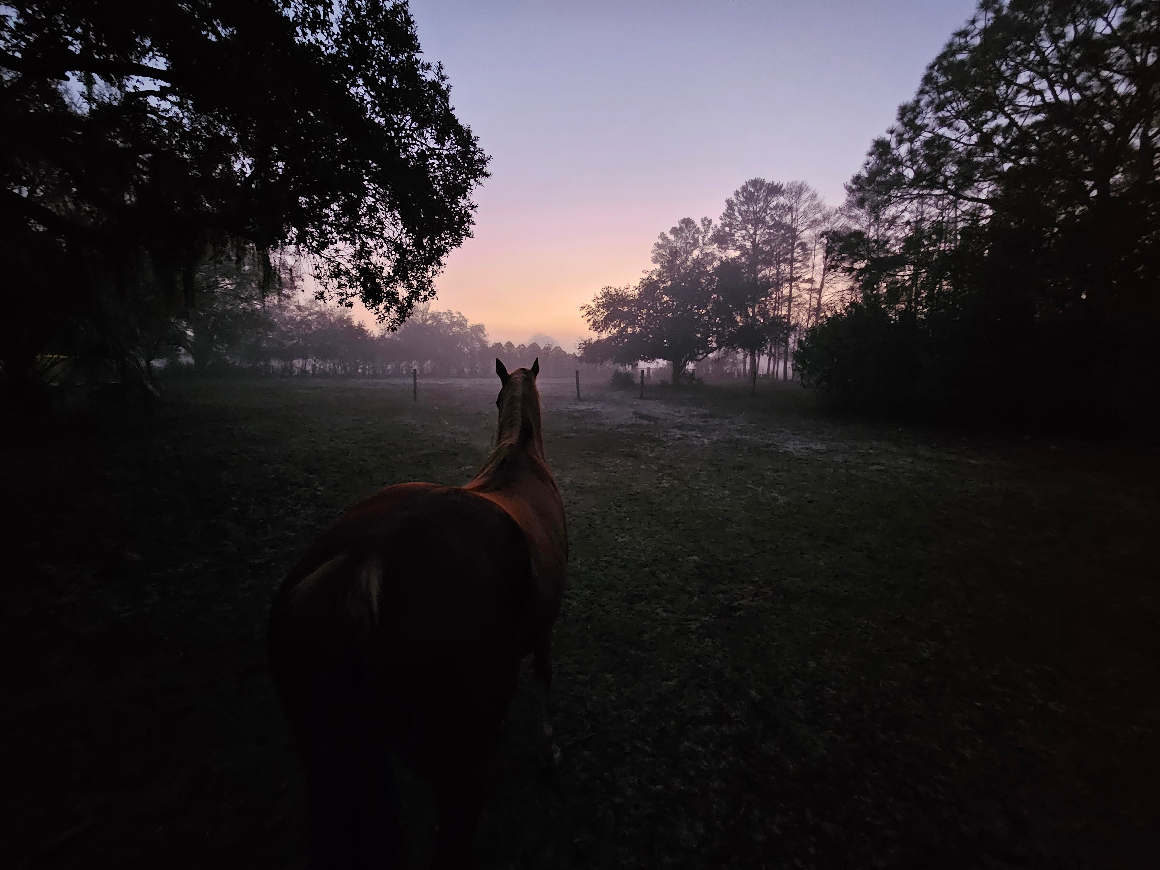 The Nature Coast Beacon