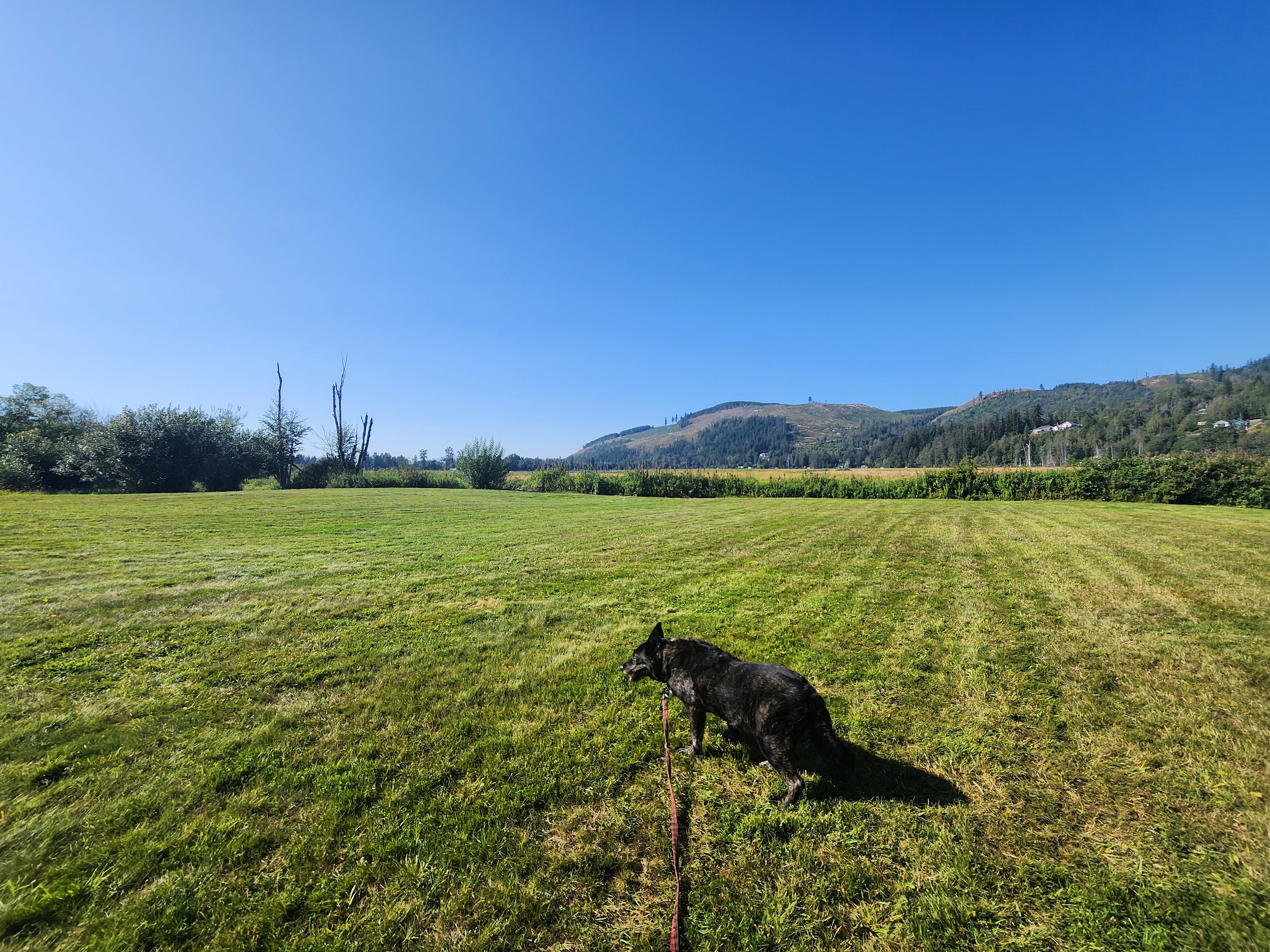 Beaver Meadow