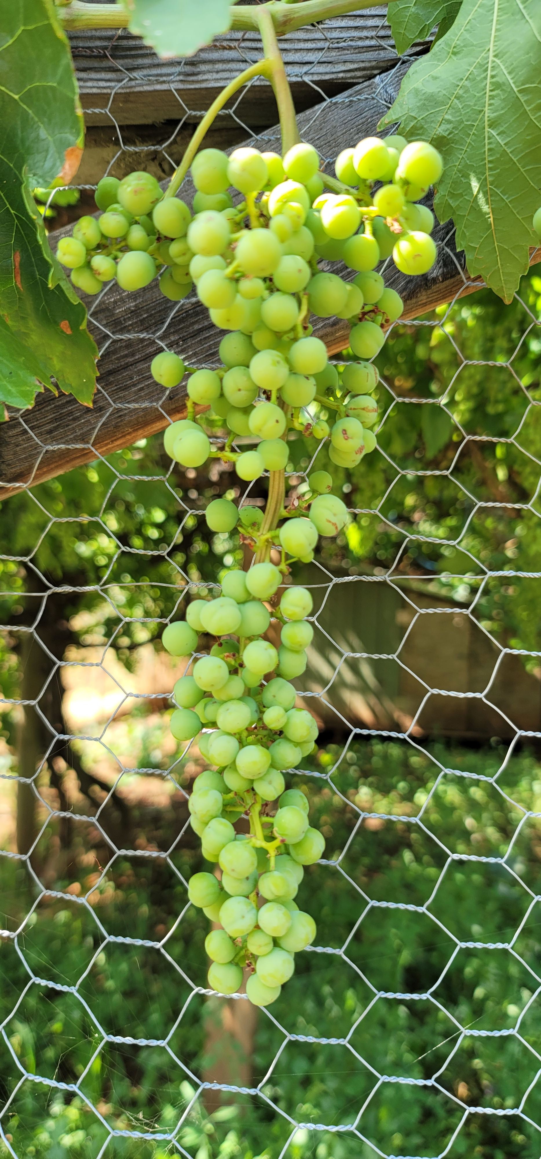 Holistic Harmony Farm