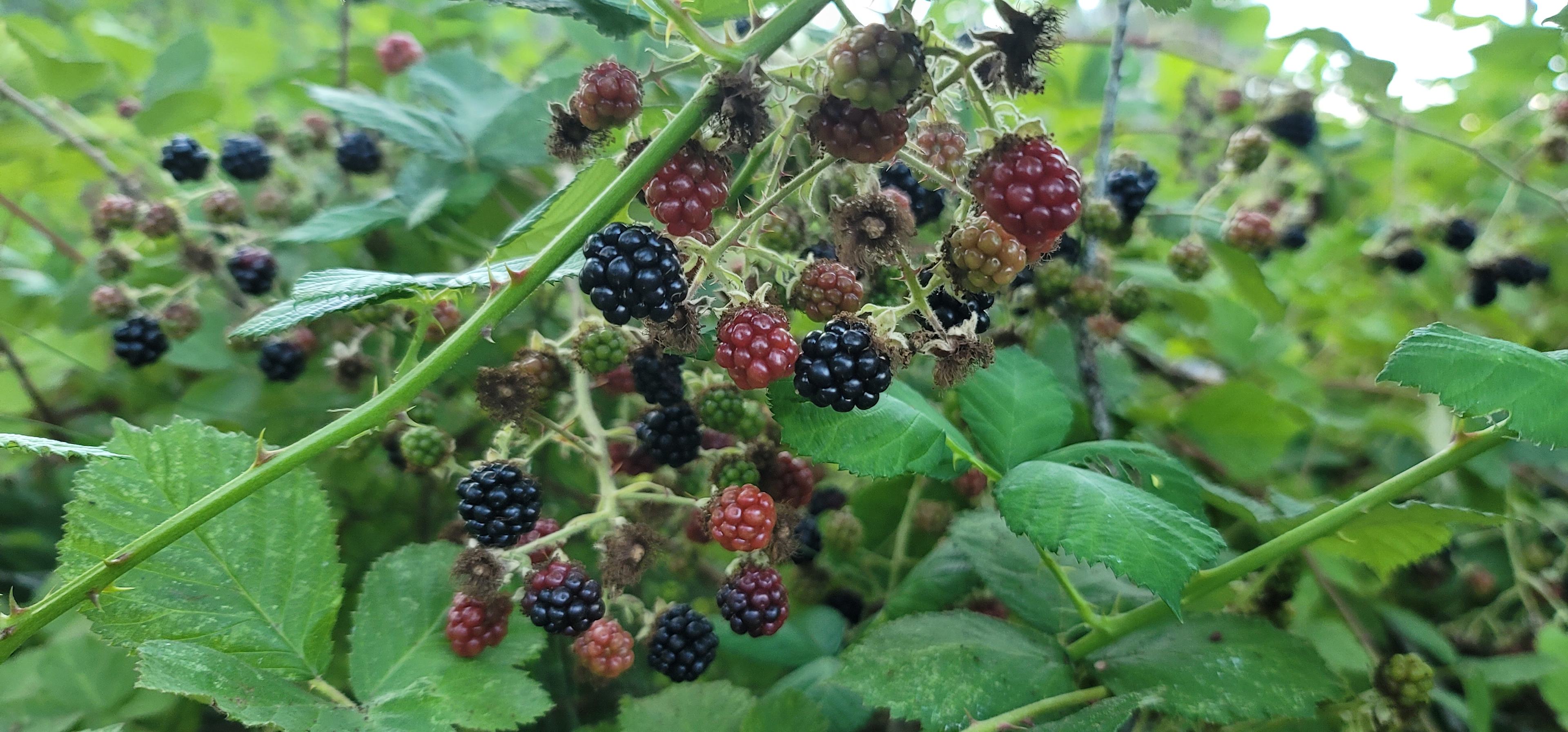 Holistic Harmony Farm