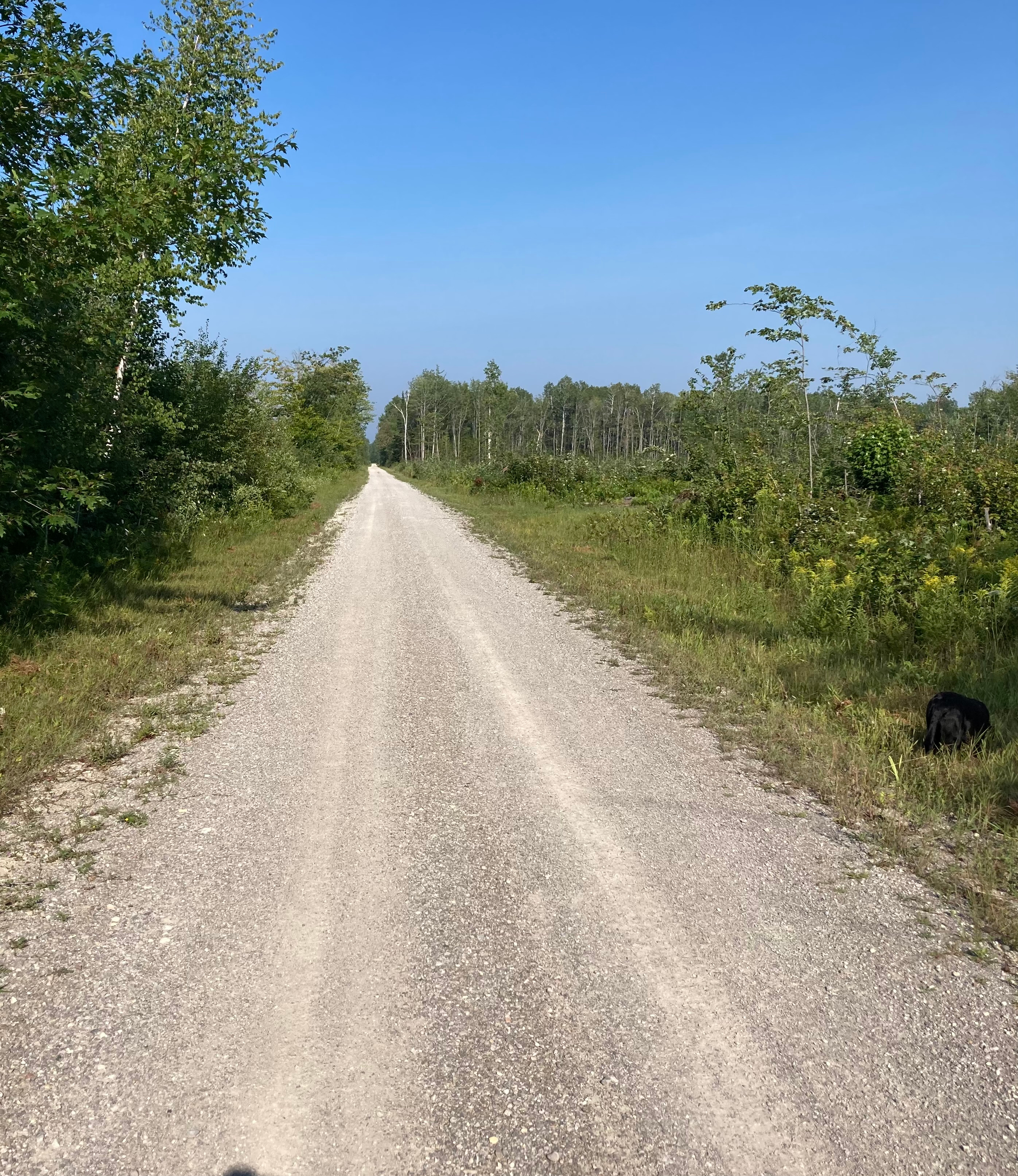 Black Bear “Highway”