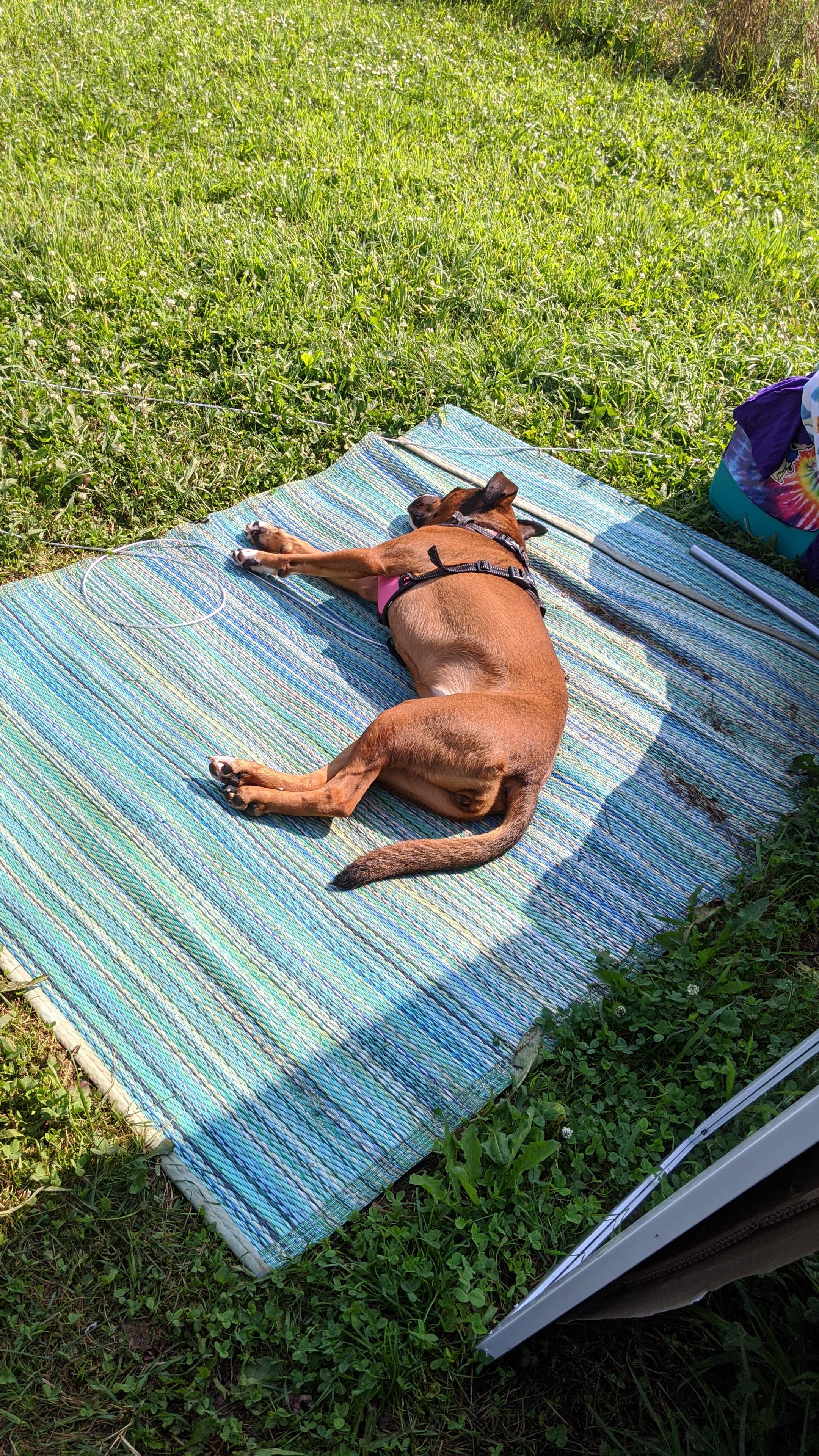 My dog Loved it here too!