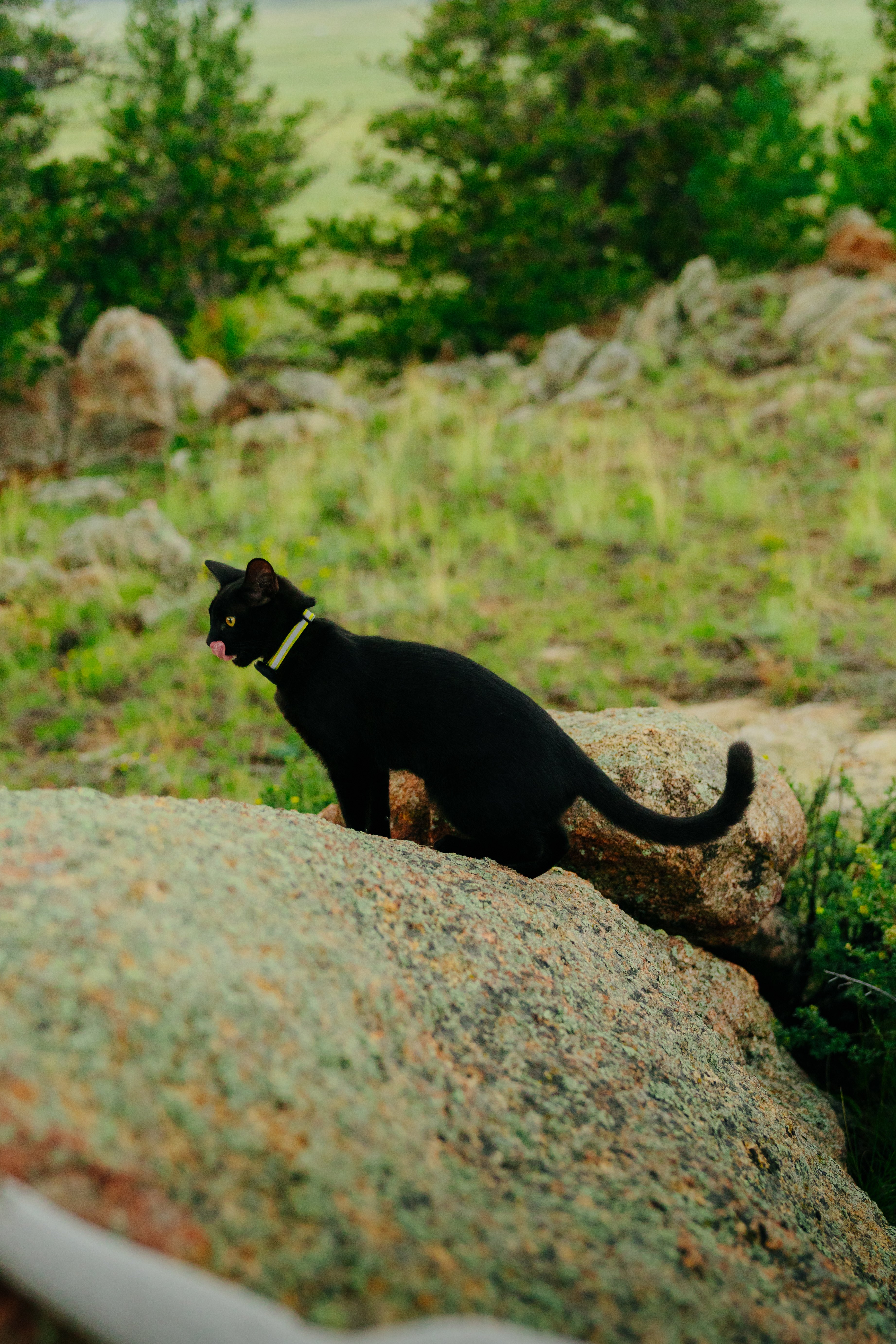 The are a lot of fun rocks to climb!