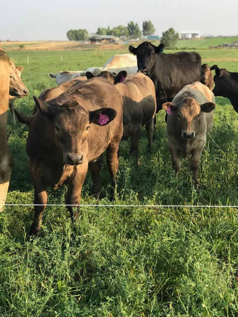 Gutierrez Family Farms