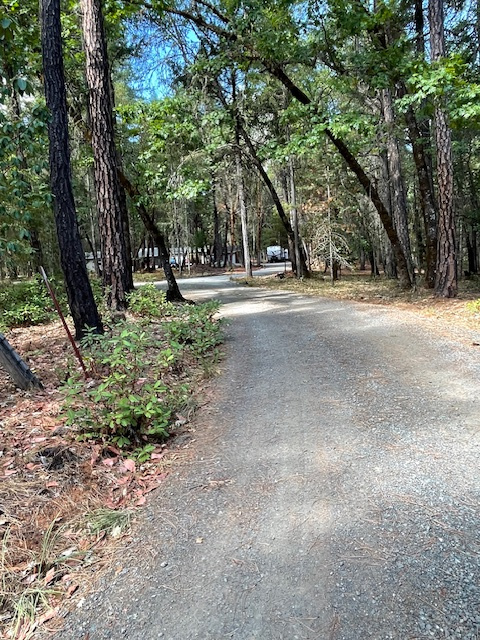 Pine Tree Woods