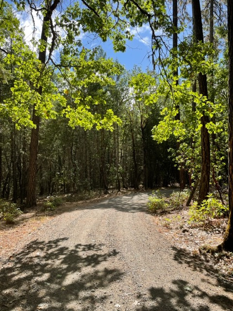 Pine Tree Woods