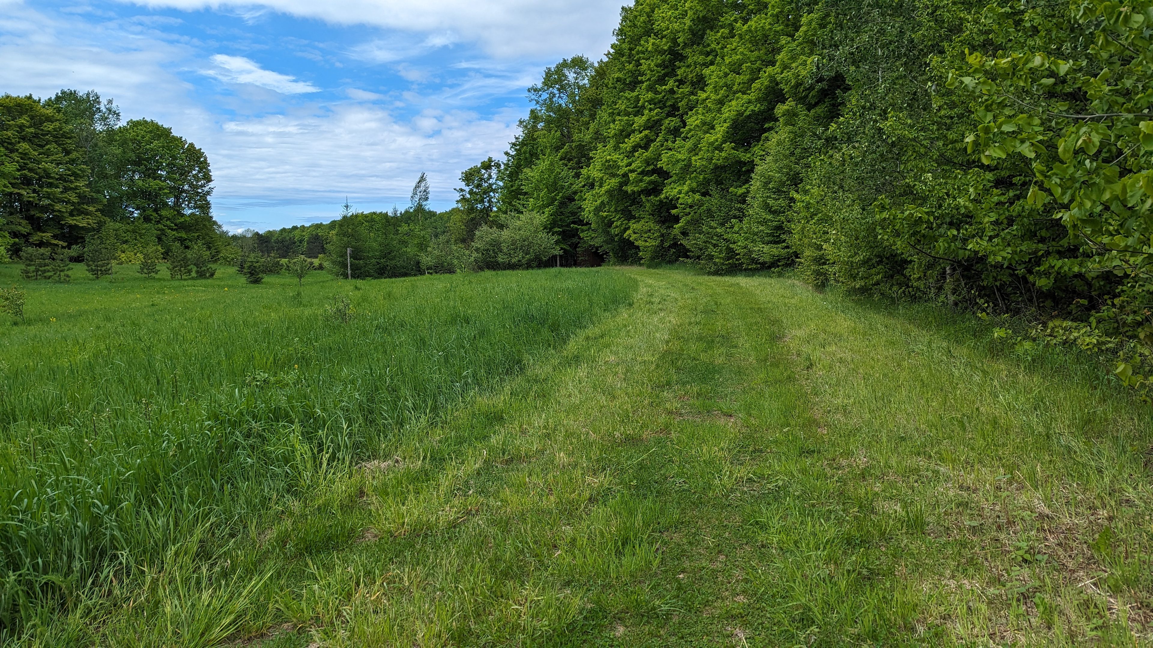 Hidden Meadow