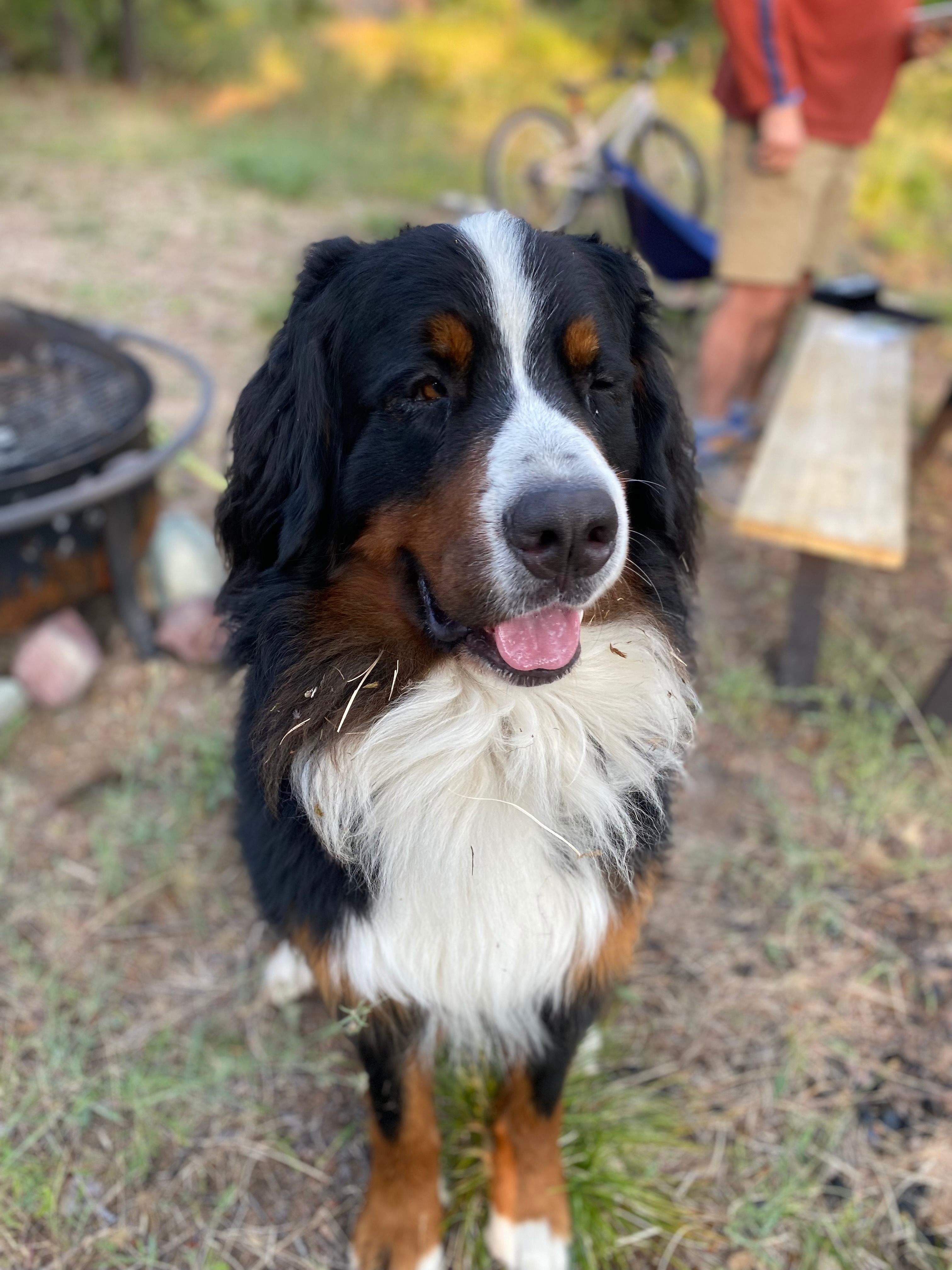 Swan Adventure Acres