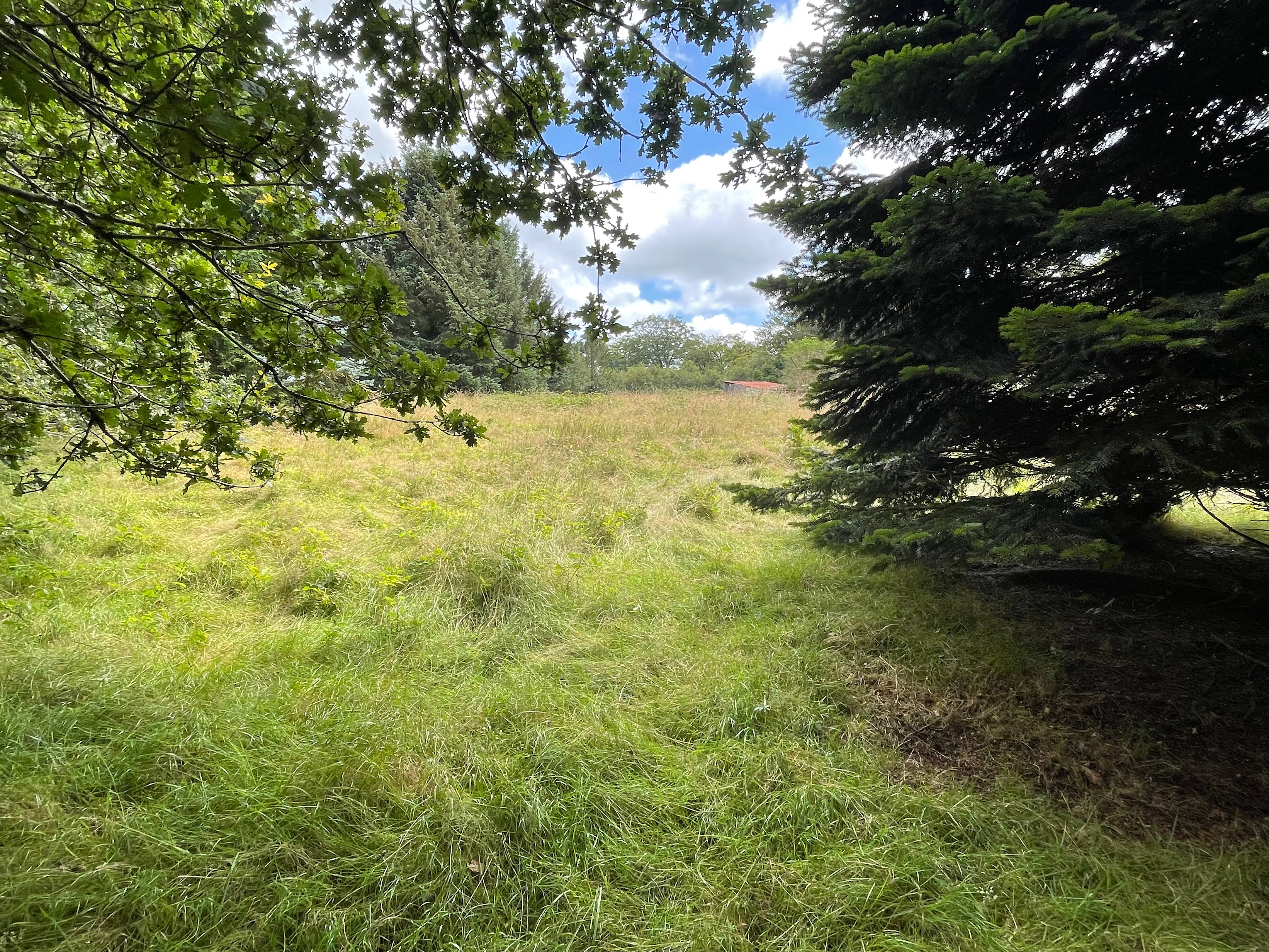 Beechwood
