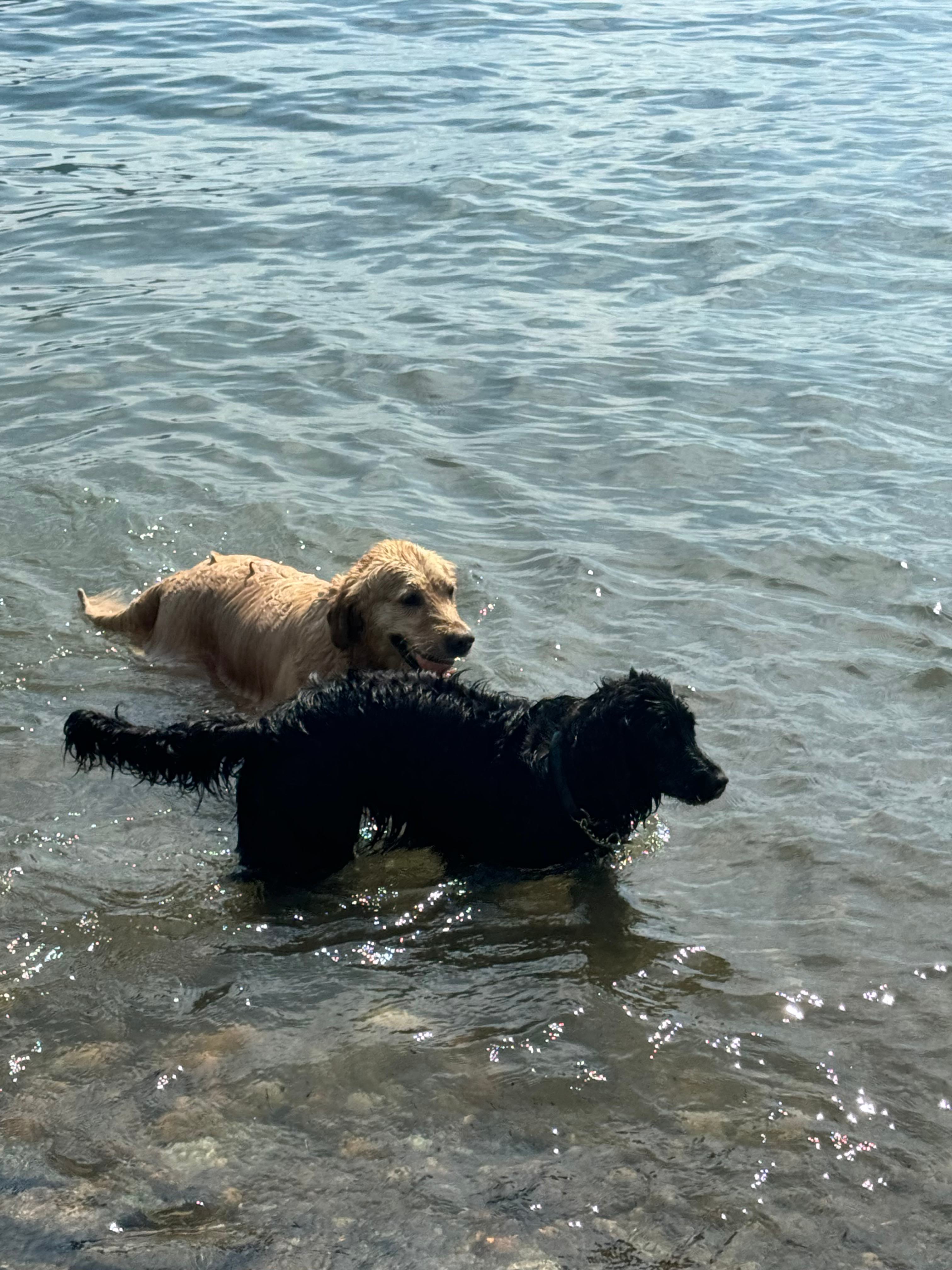 Dogs loving the water at private beach