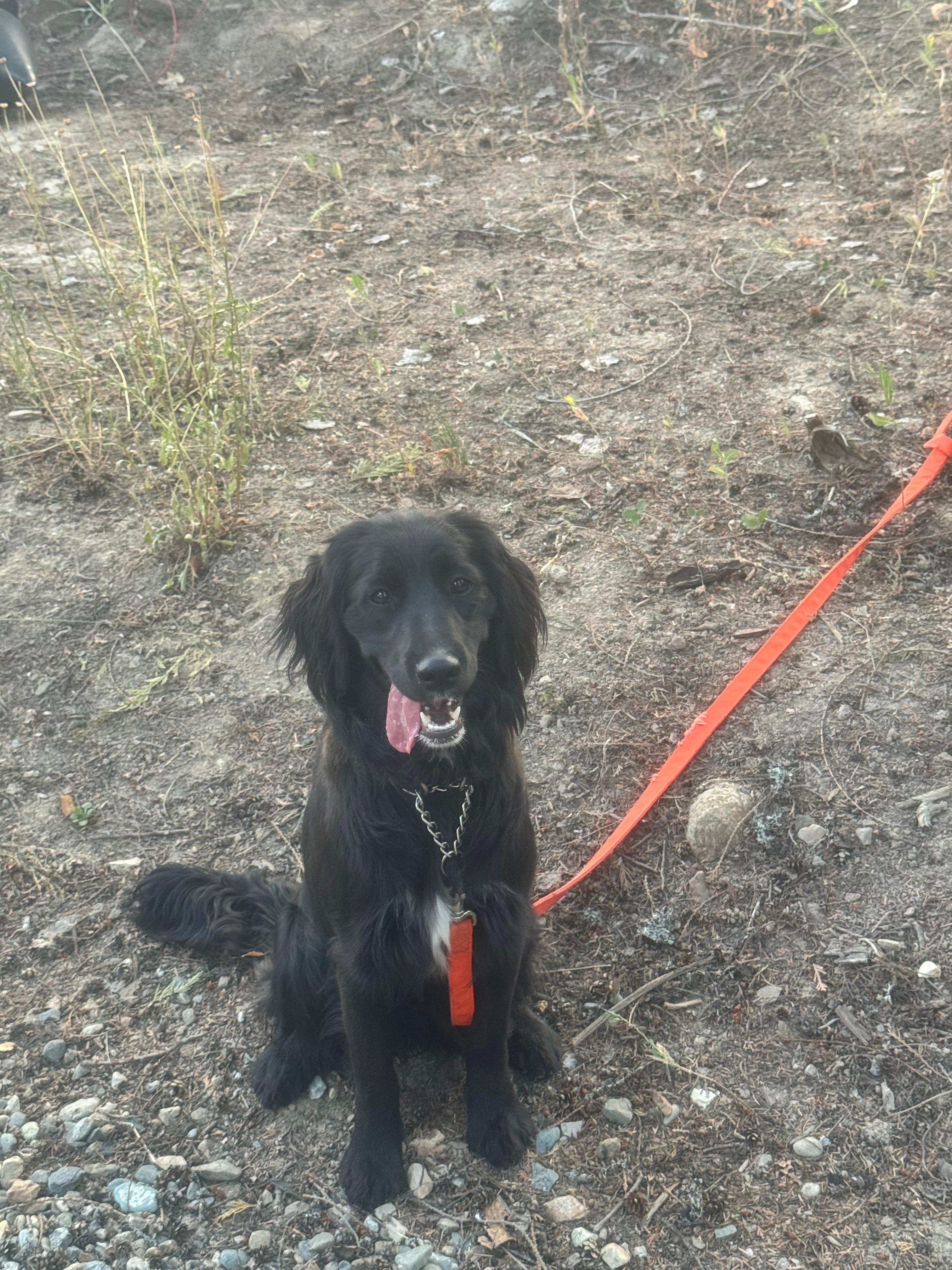 Lots of trees to make a tie out for the dogs