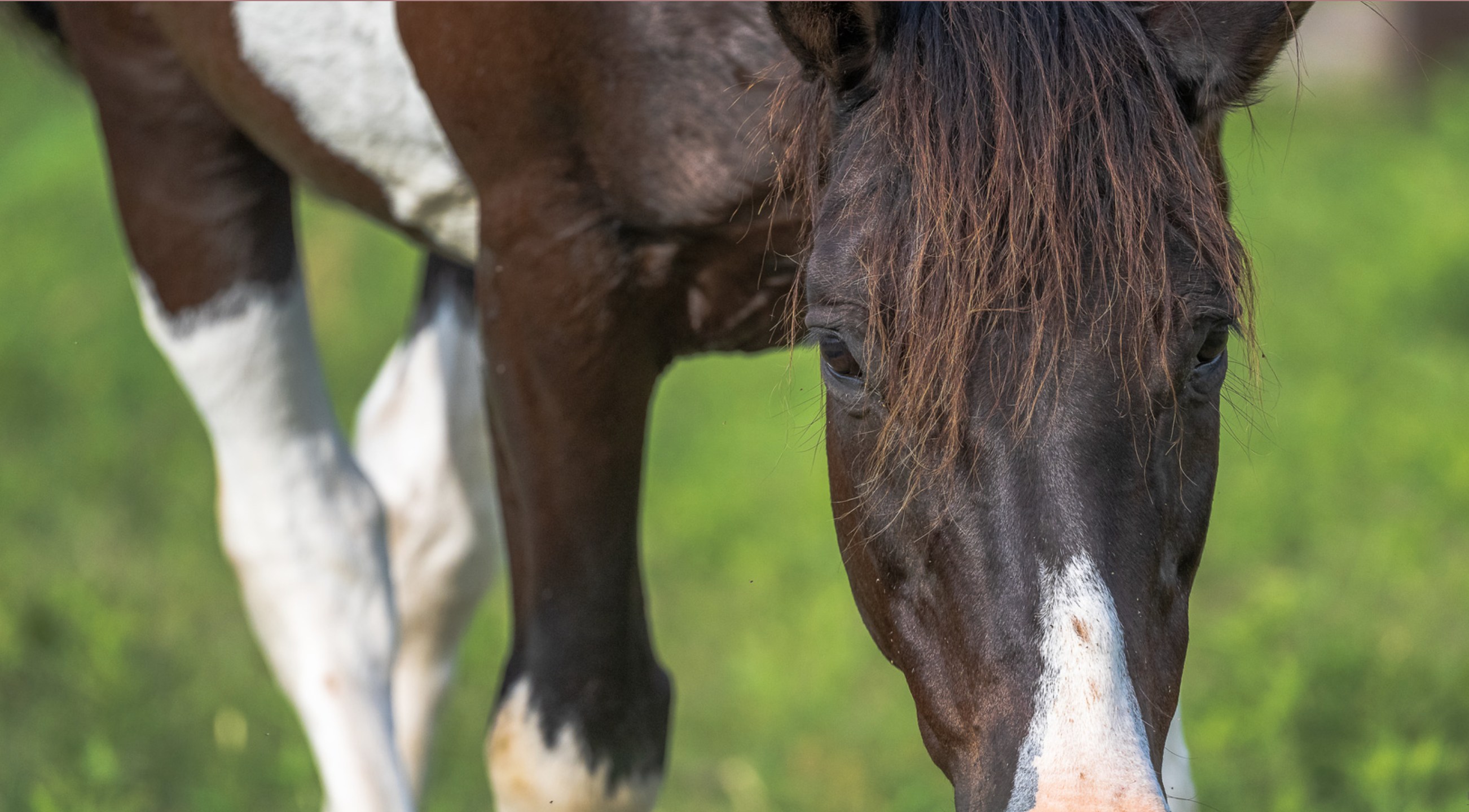The Hideaway Ranch and Refuge