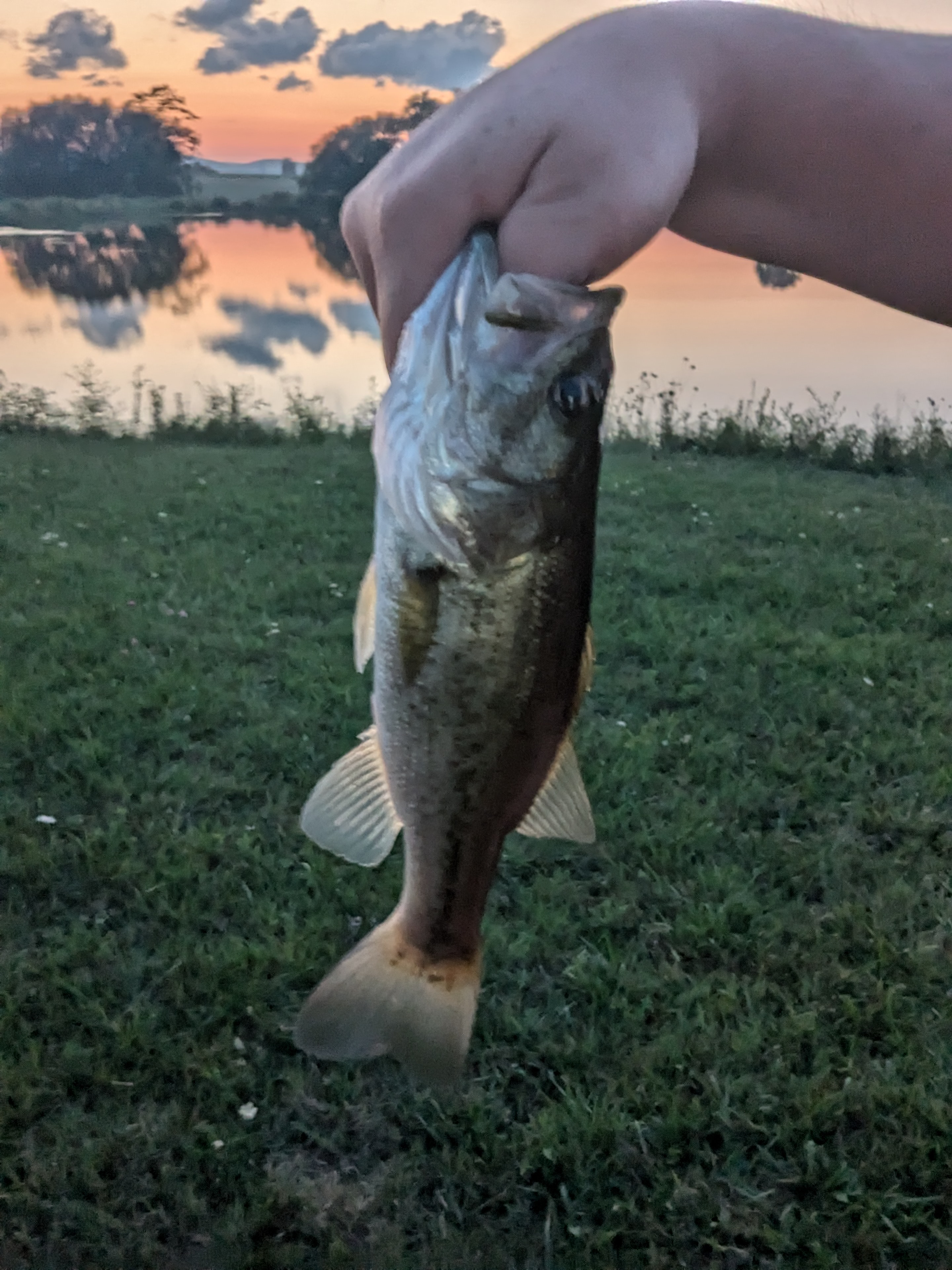 Paradise By The Pond