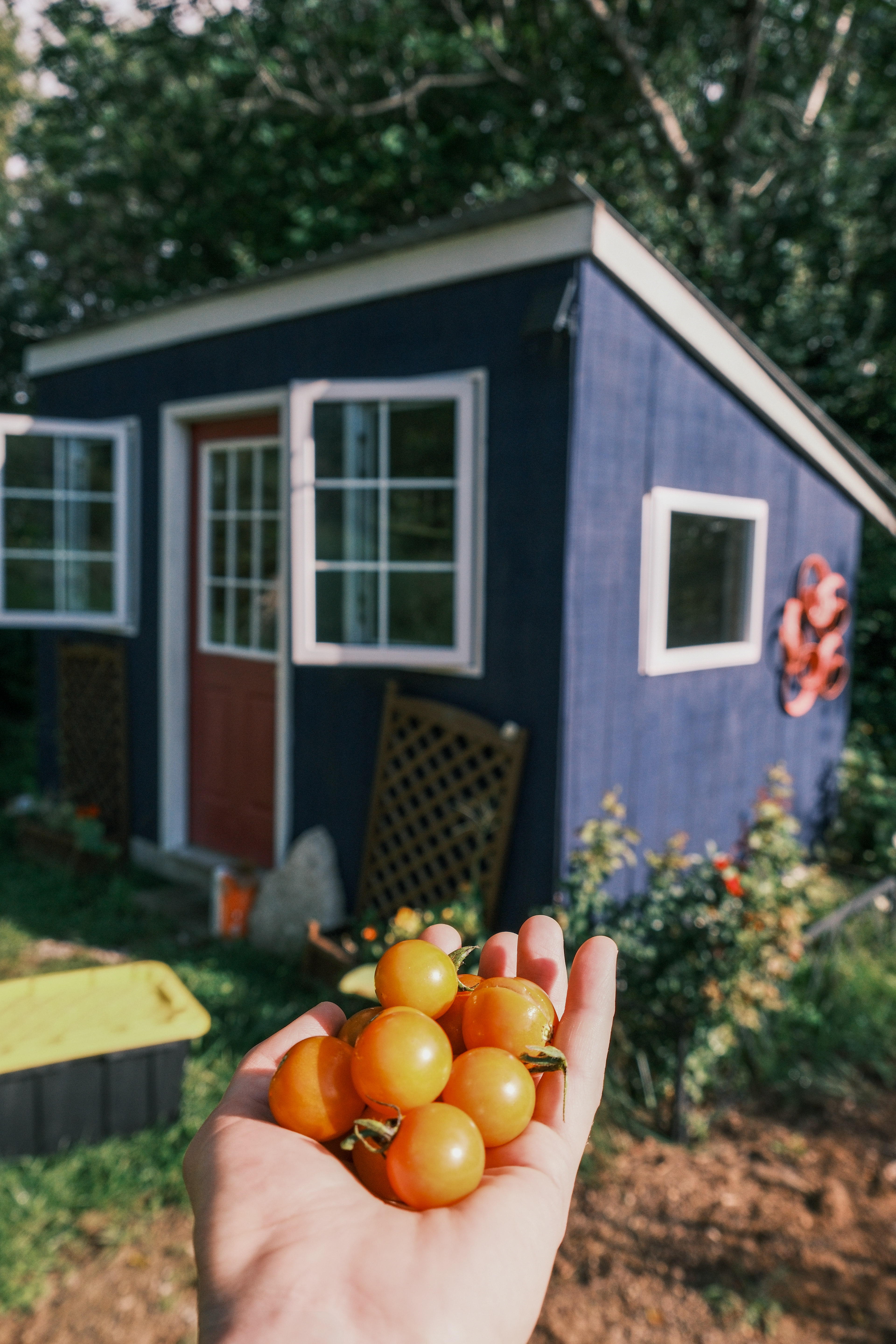 Fresh tomatoes from our host