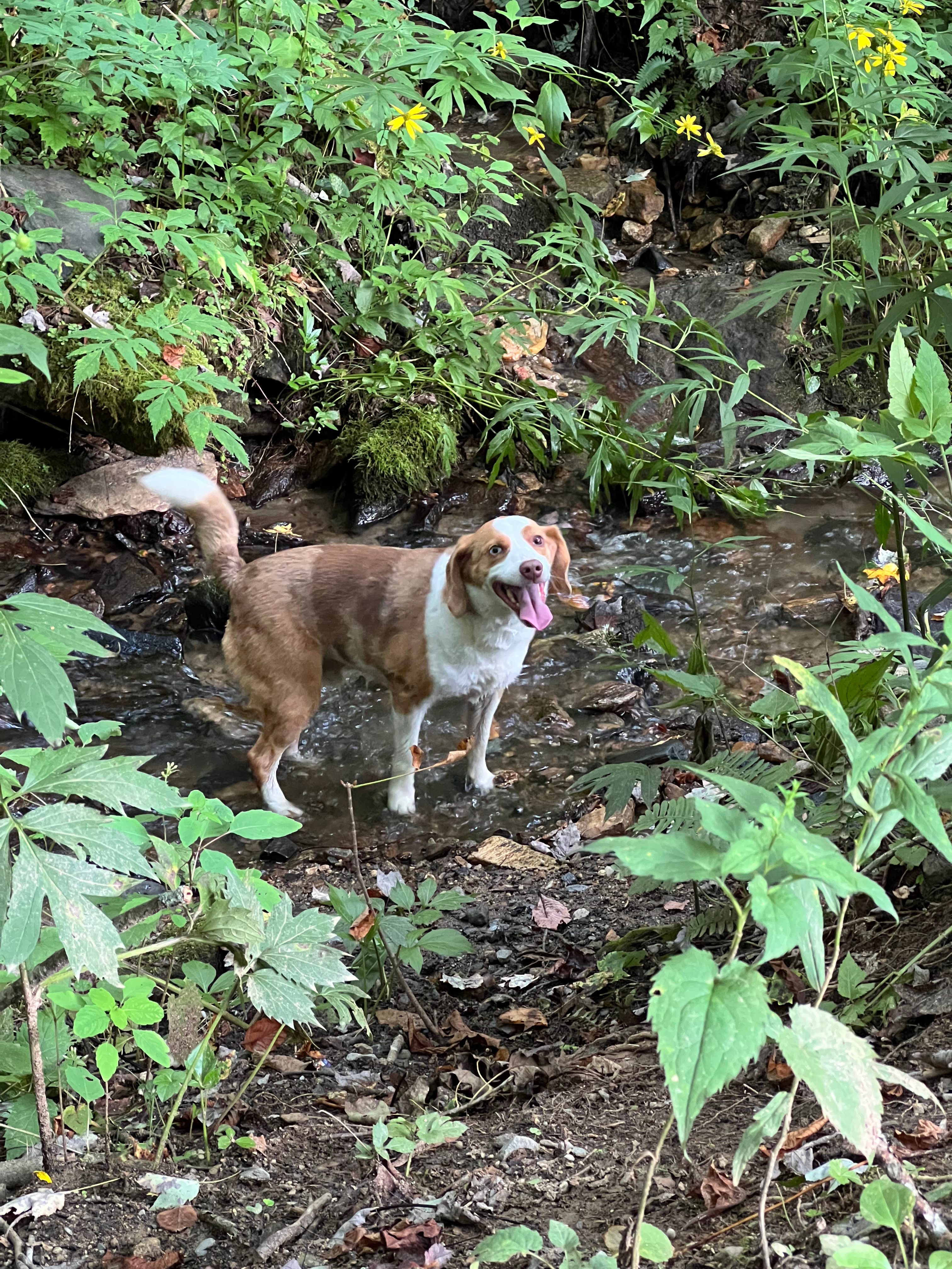 Creekside Camping Max Patch