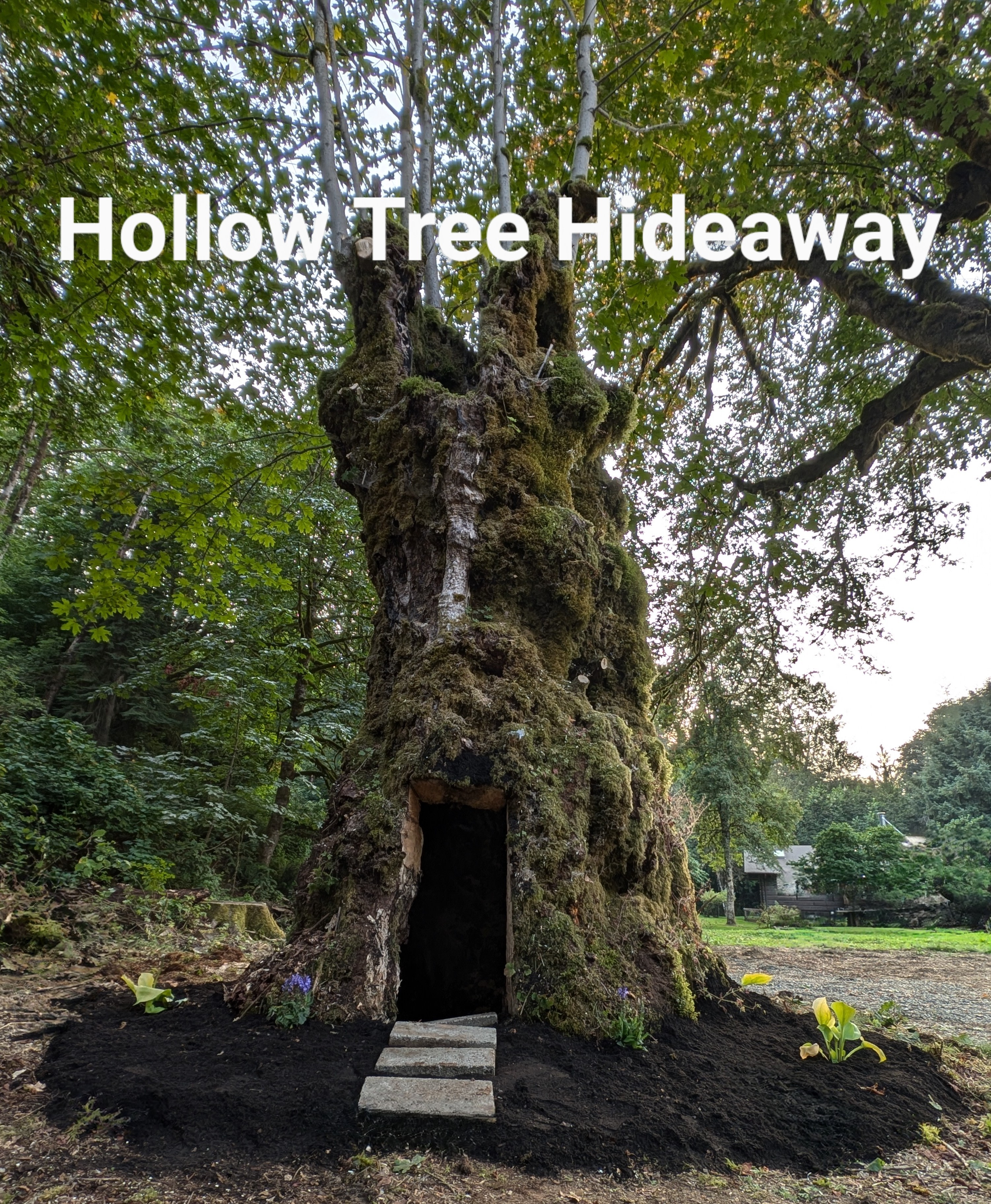 Hollow Tree Hideaway