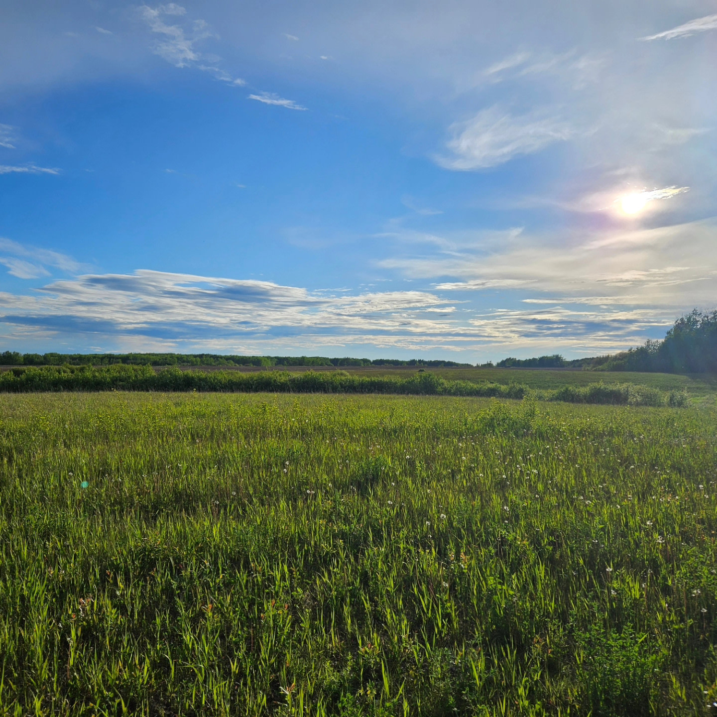 Forest's Edge Farm